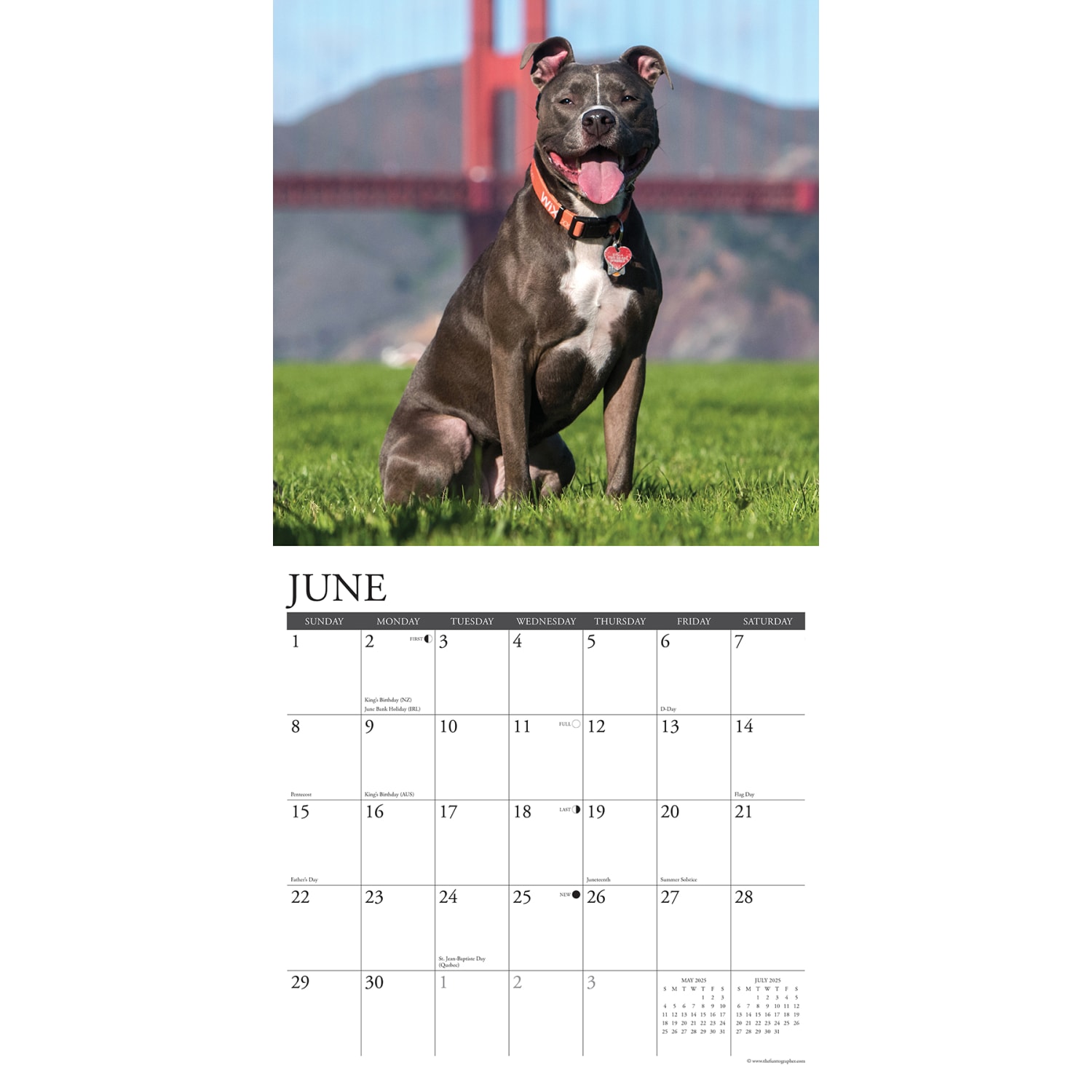 2025 Willow Creek Press Animals Monthly Wall Calendar, 12in x 12in, American Pit Bull Terriers, January To December, 41369 - Image 3
