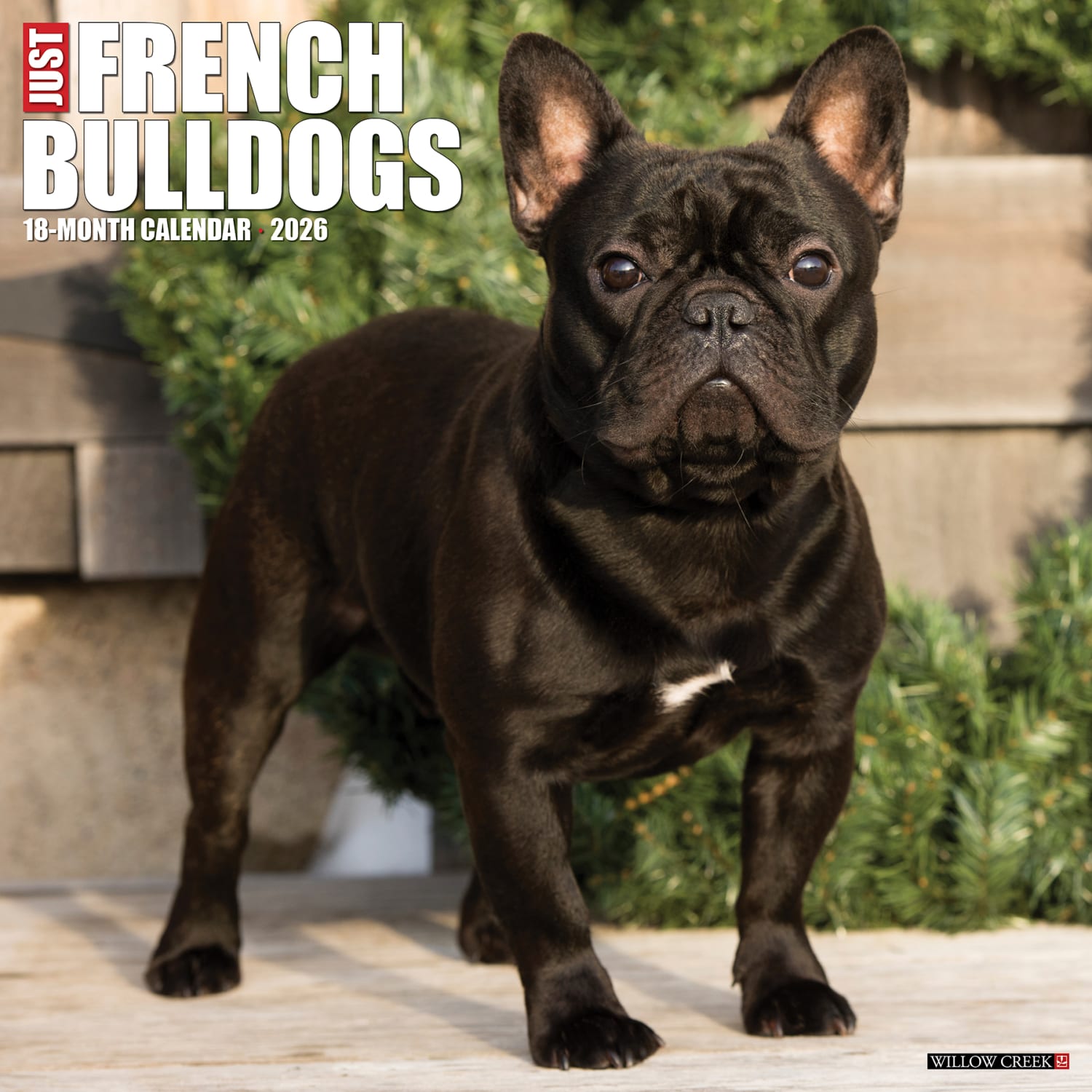 2026 Willow Creek Press Animals Monthly Wall Calendar, 12in x 12in, French Bulldogs, January To December, 51177