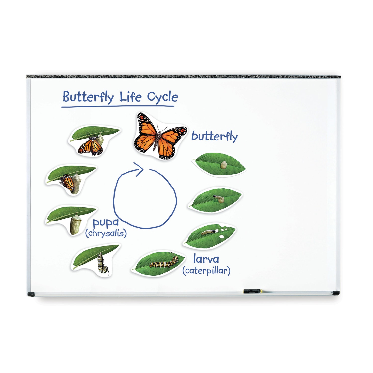 Learning Resources Giant Magnetic Butterfly Life Cycle, Set Of 9 - Image 3