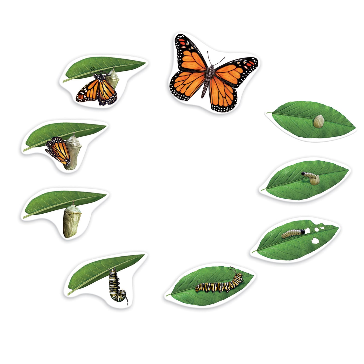 Learning Resources Giant Magnetic Butterfly Life Cycle, Set Of 9 - Image 4