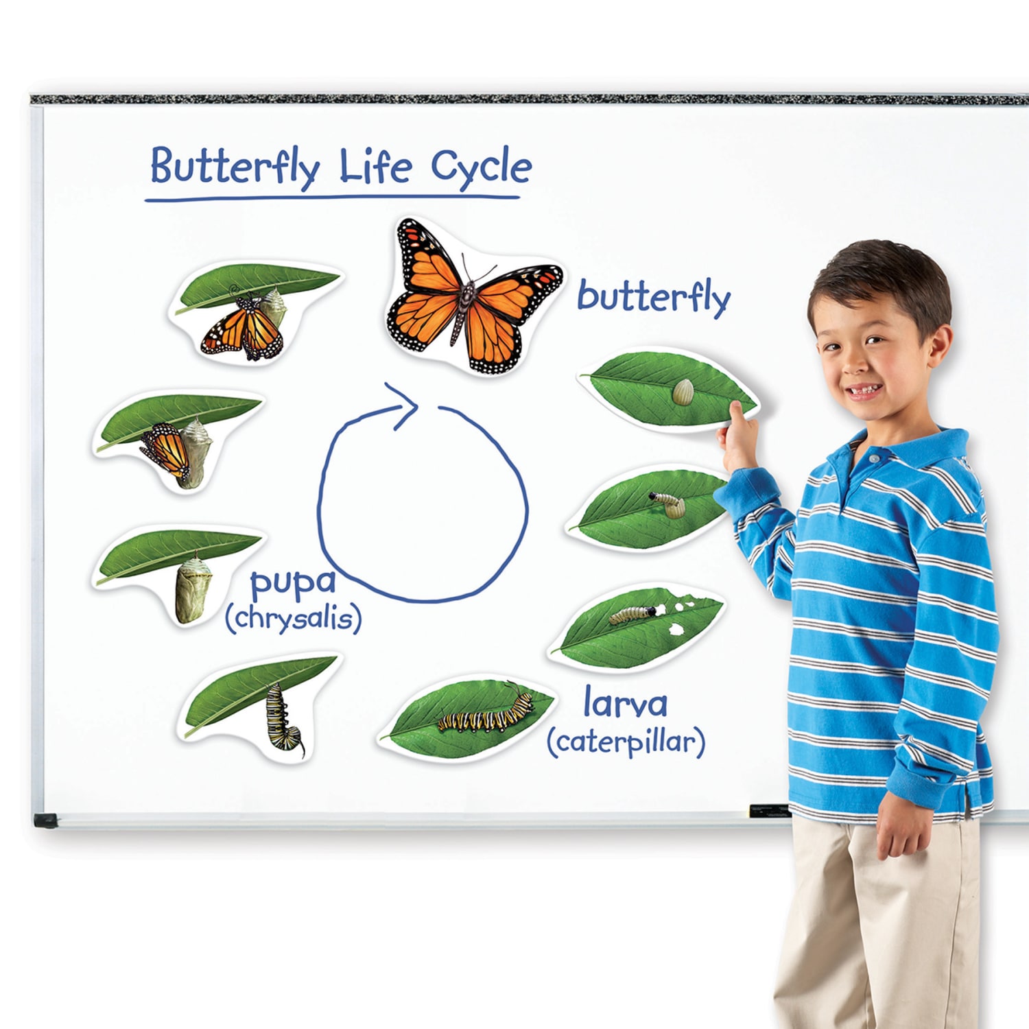 Learning Resources Giant Magnetic Butterfly Life Cycle, Set Of 9 - Image 5