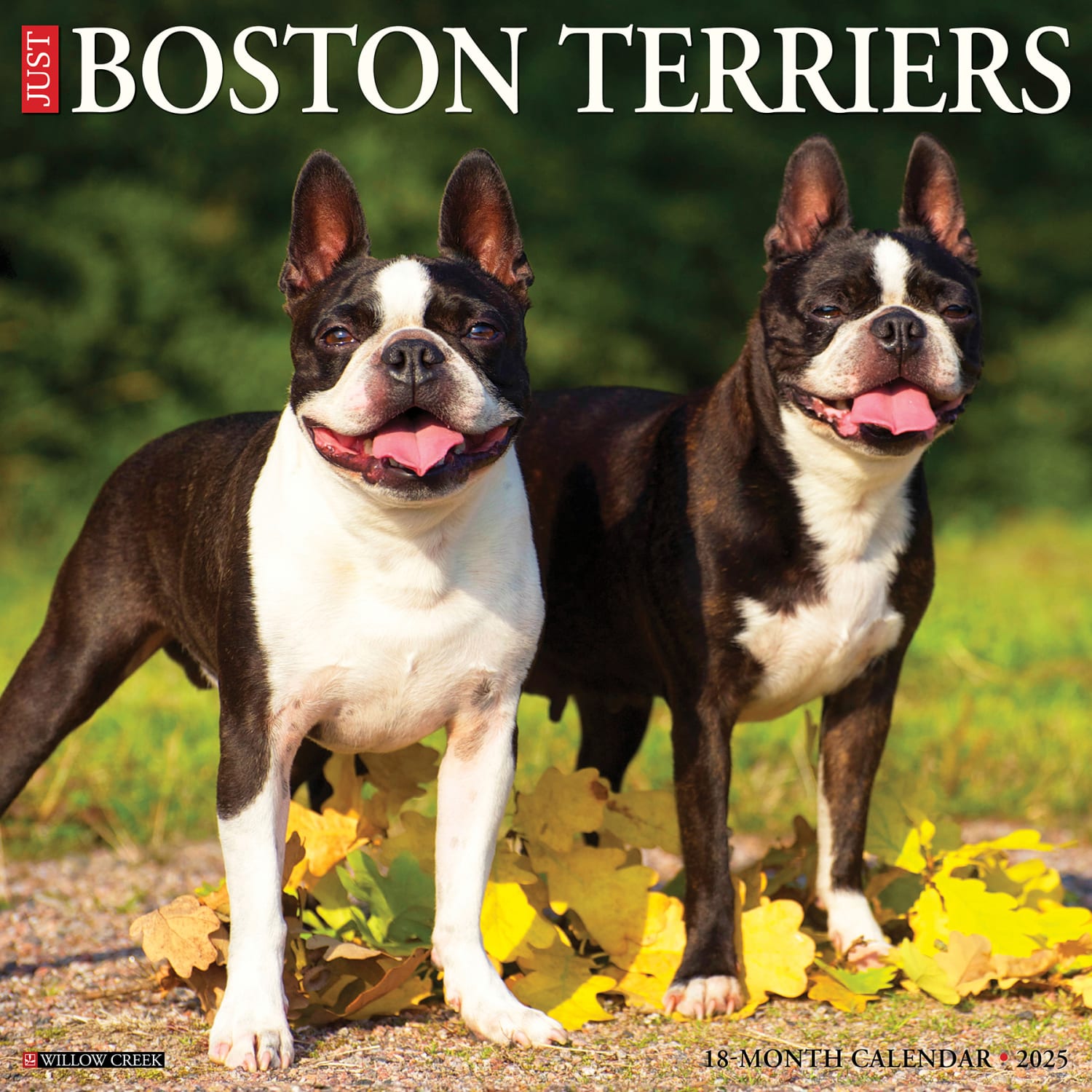 2025 Willow Creek Press Monthly Wall Calendar, 12in x 12in, Boston Terriers, January 2025 to December 2025, 41925