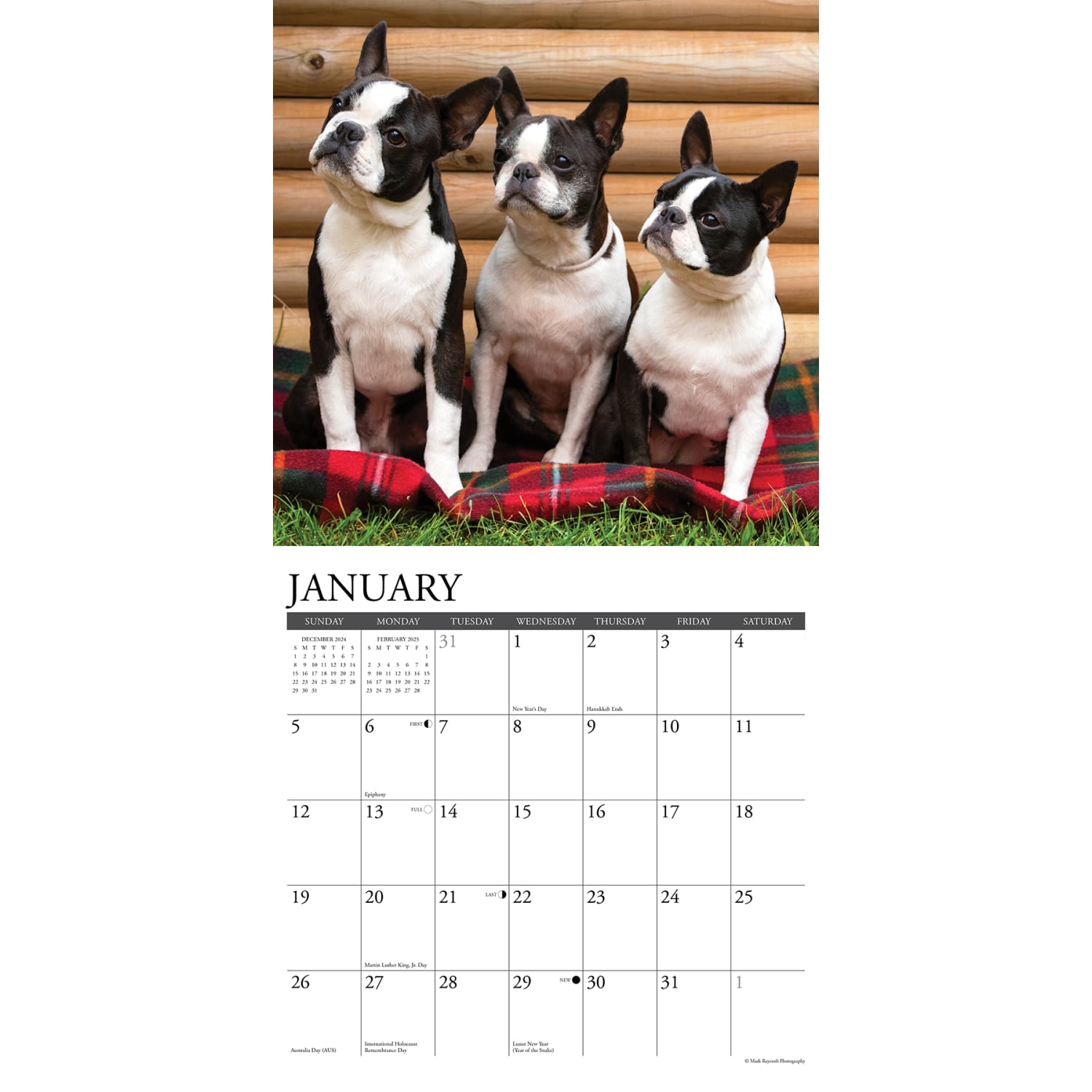 2025 Willow Creek Press Monthly Wall Calendar, 12in x 12in, Boston Terriers, January 2025 to December 2025, 41925 - Image 3