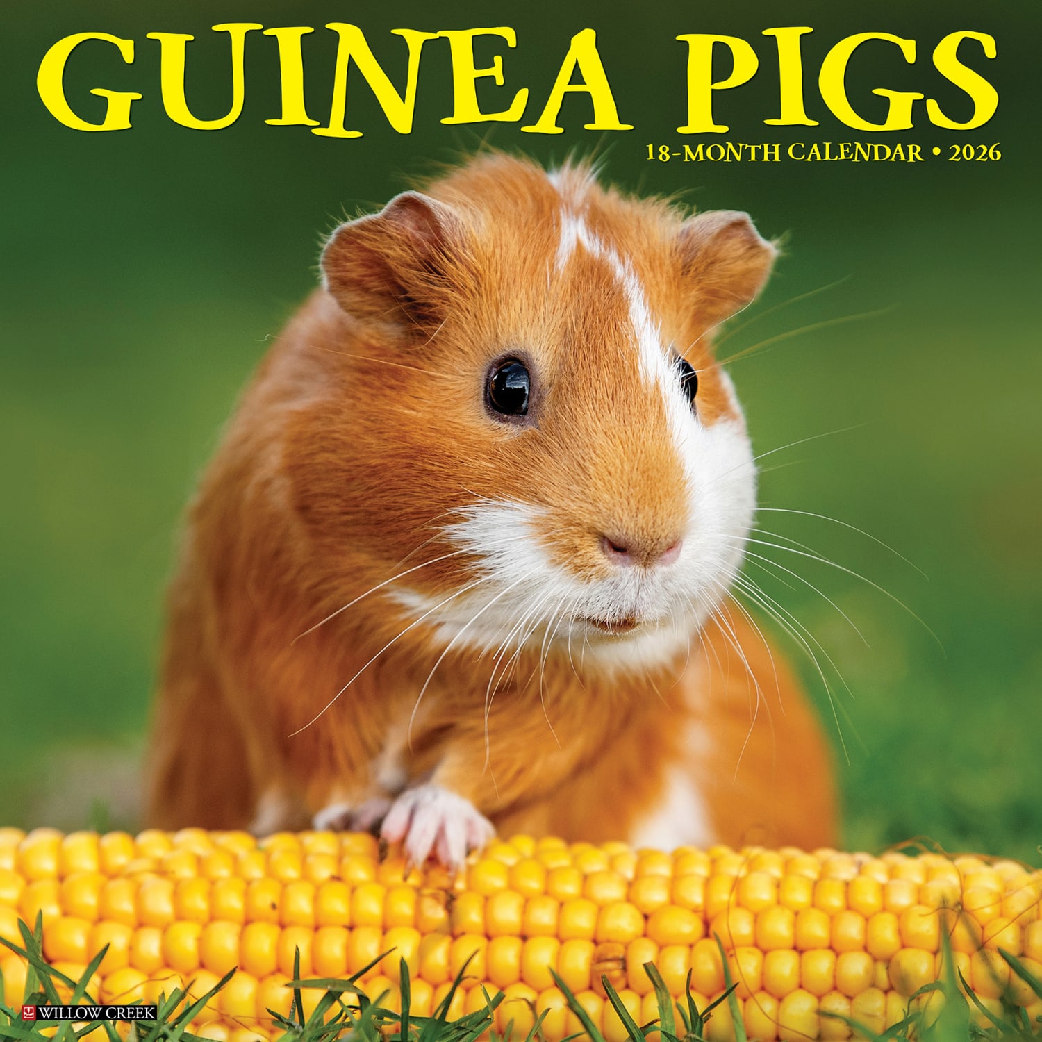 2026 Willow Creek Press Animals Monthly Wall Calendar, 12in x 12in, Guinea Pigs, January To December, 51405