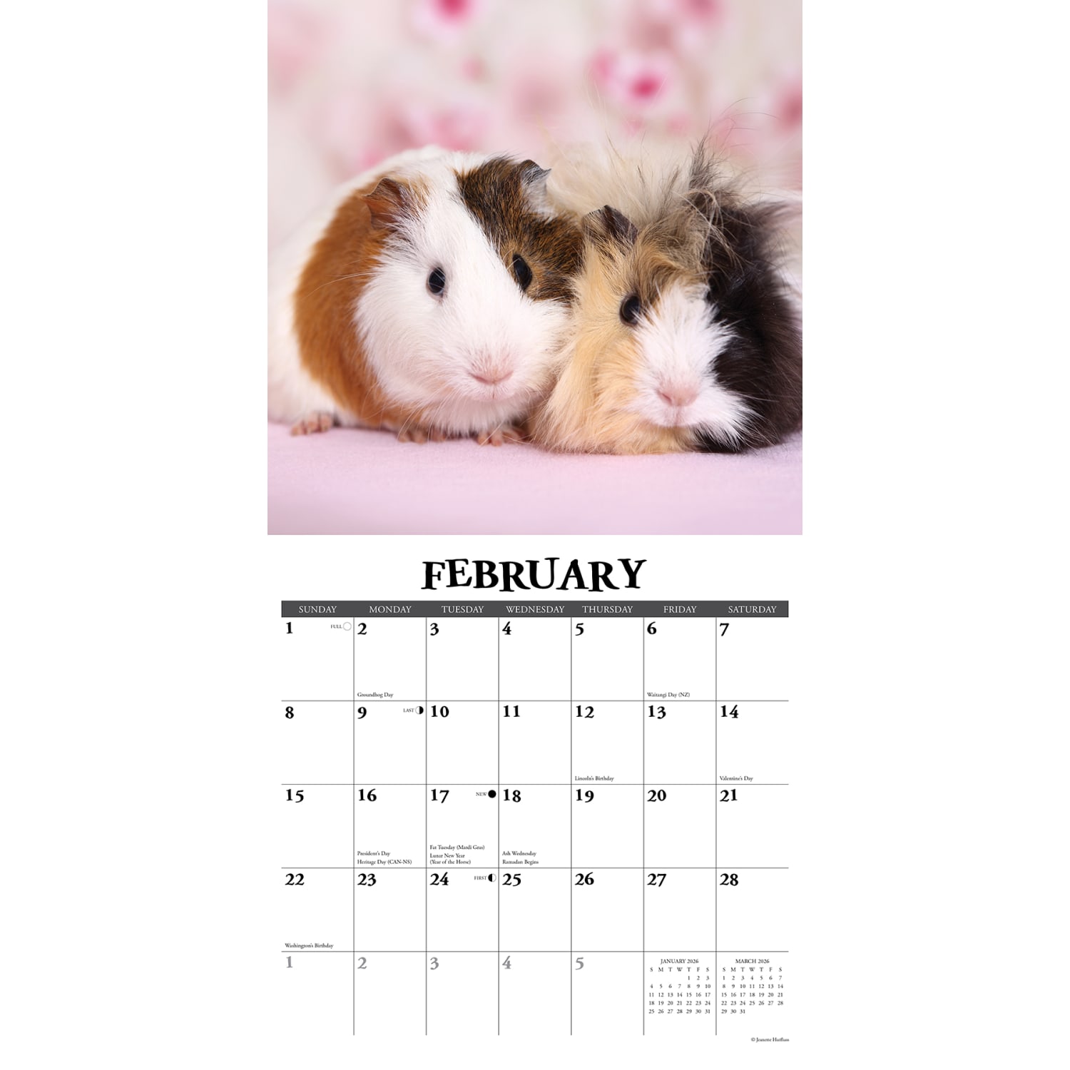 2026 Willow Creek Press Animals Monthly Wall Calendar, 12in x 12in, Guinea Pigs, January To December, 51405 - Image 3