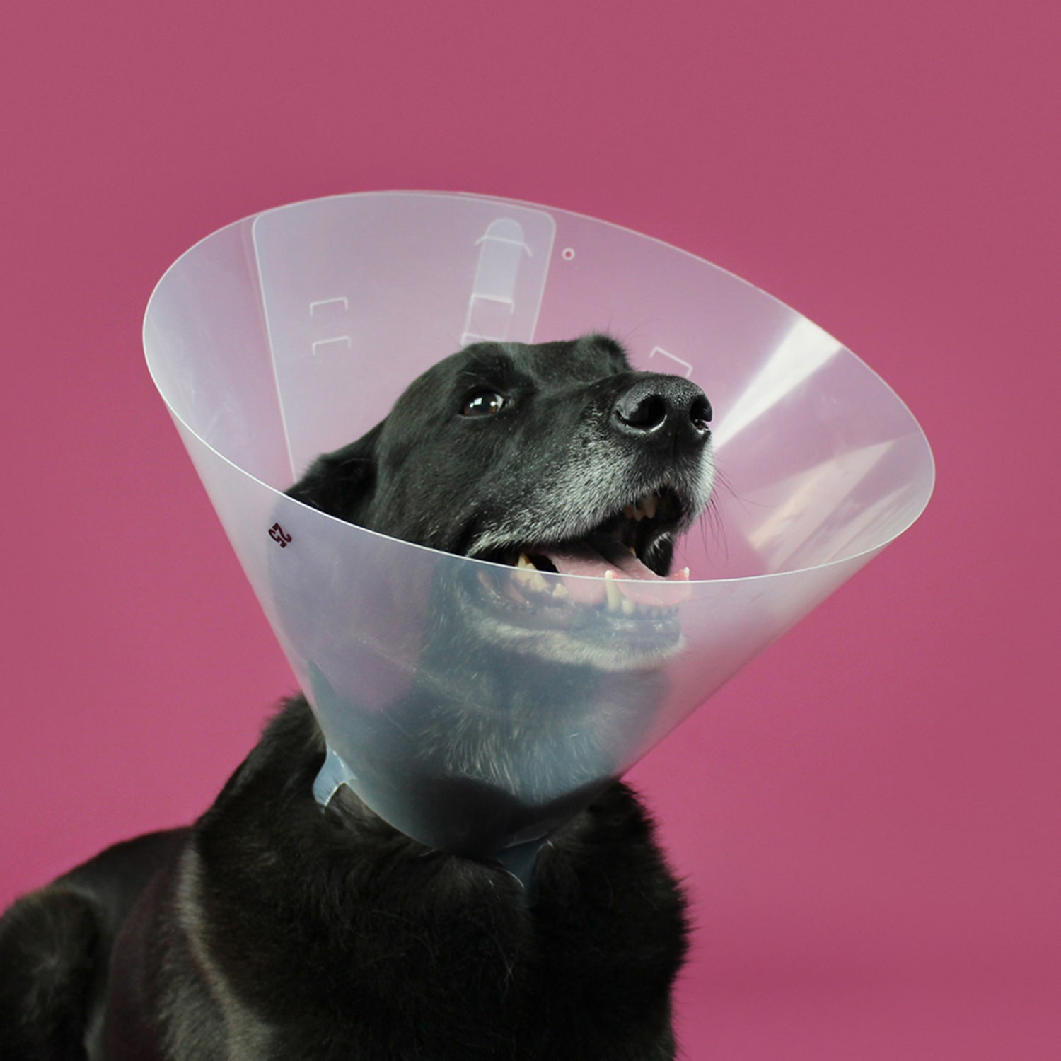 KVP Betsy Clear E-Collar, 30cm, Clear - Image 3