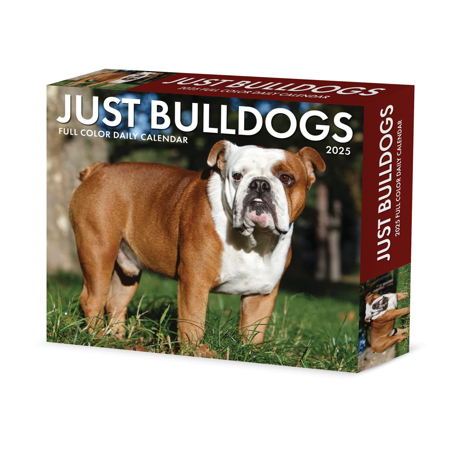 2025 Willow Creek Press Daily Desk Box Calendar, Animals, 5-1/2in x 6-1/4in, Bulldogs, January To December, 40706
