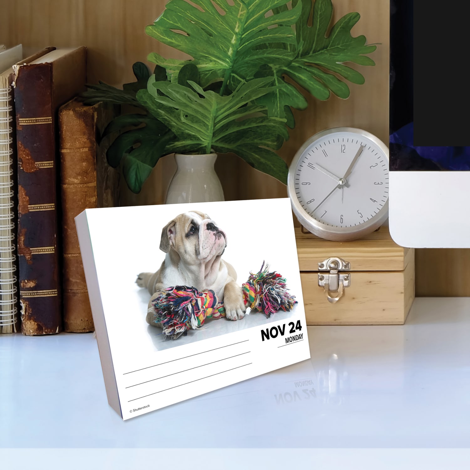 2025 Willow Creek Press Daily Desk Box Calendar, Animals, 5-1/2in x 6-1/4in, Bulldogs, January To December, 40706 - Image 4