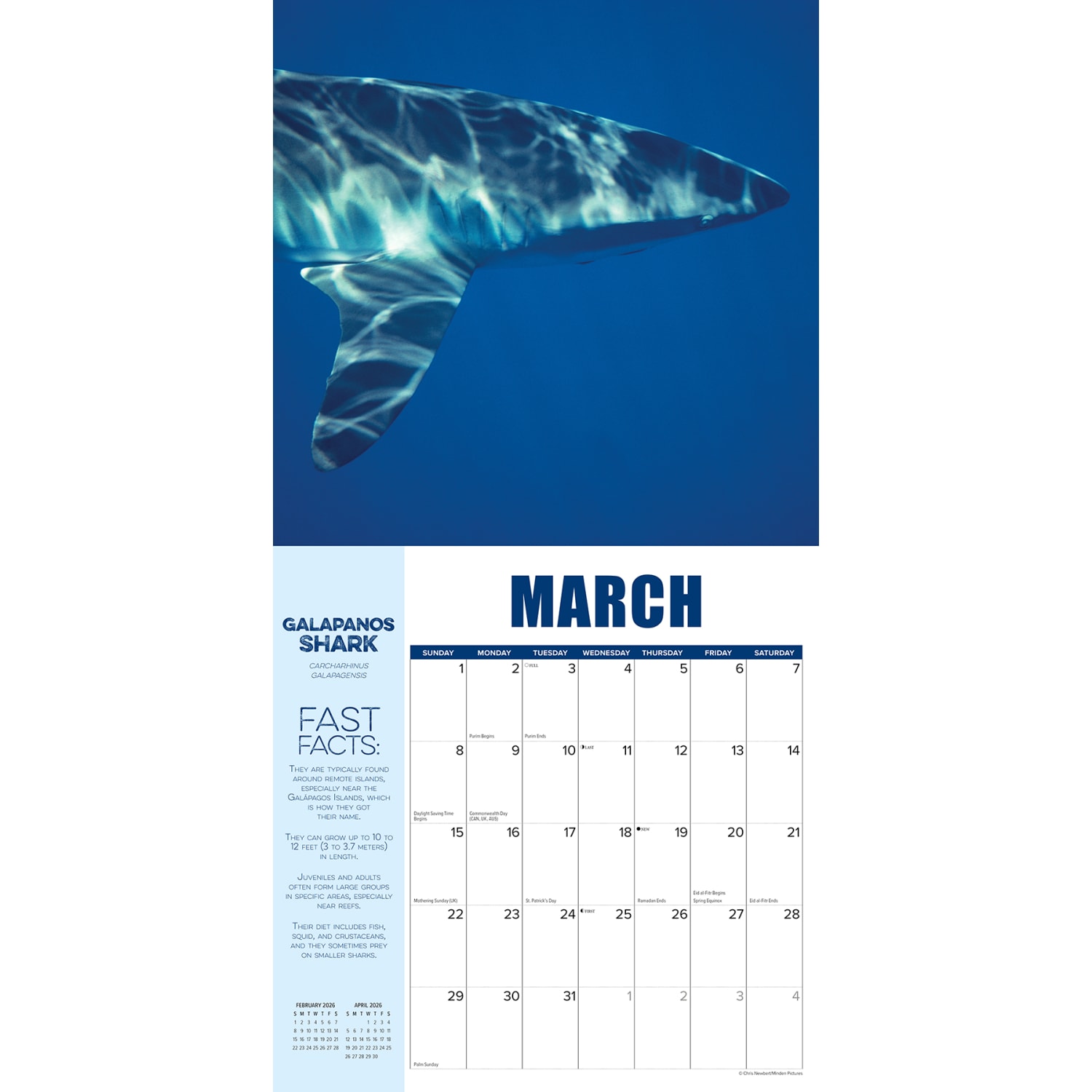 2026 Willow Creek Press Animals Monthly Wall Calendar, 12in x 12in, Shark Year, January To December, 52747 - Image 3