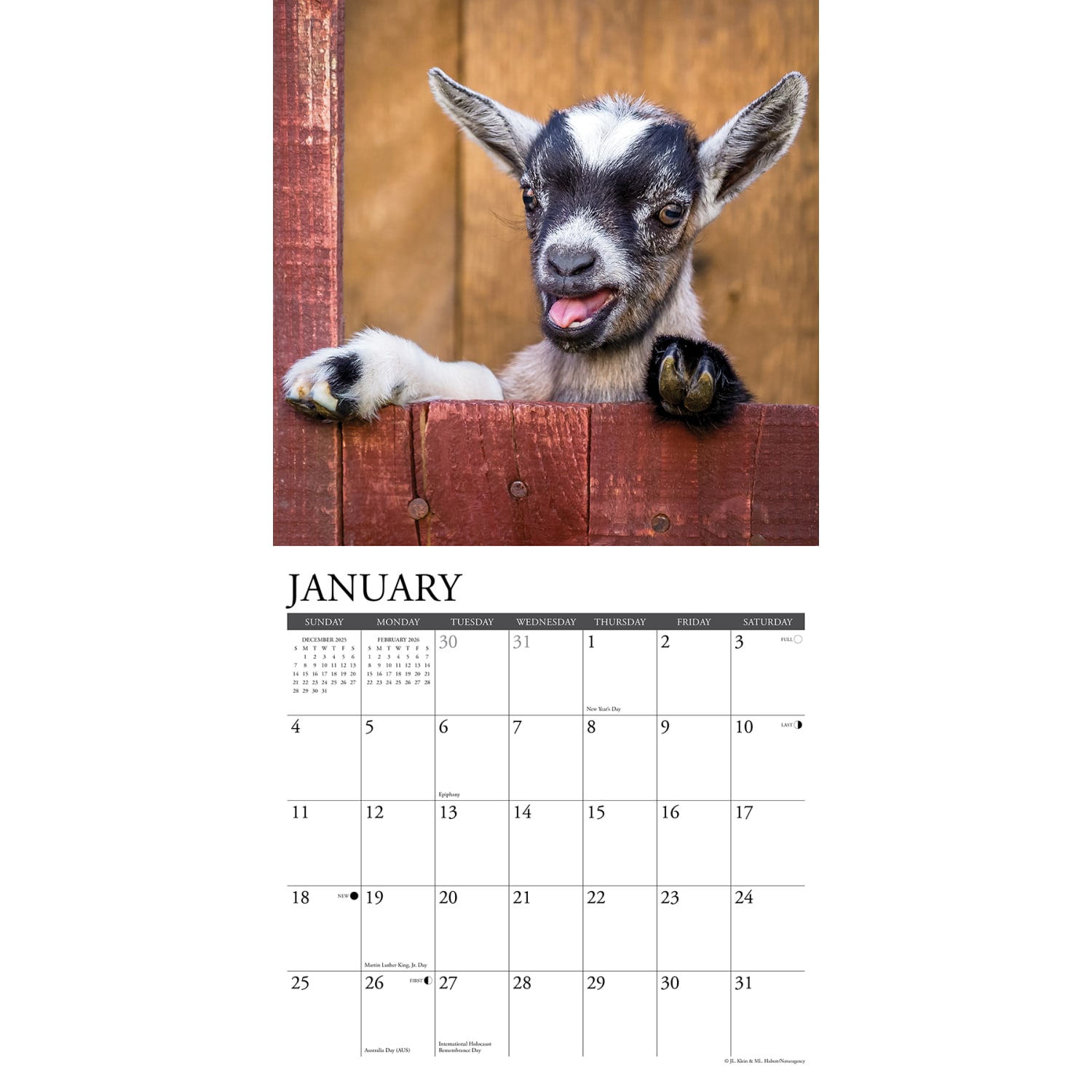 2026 Willow Creek Press Animals Monthly Wall Calendar, 12in x 12in, Baby Goats, January To December, 50019 - Image 3