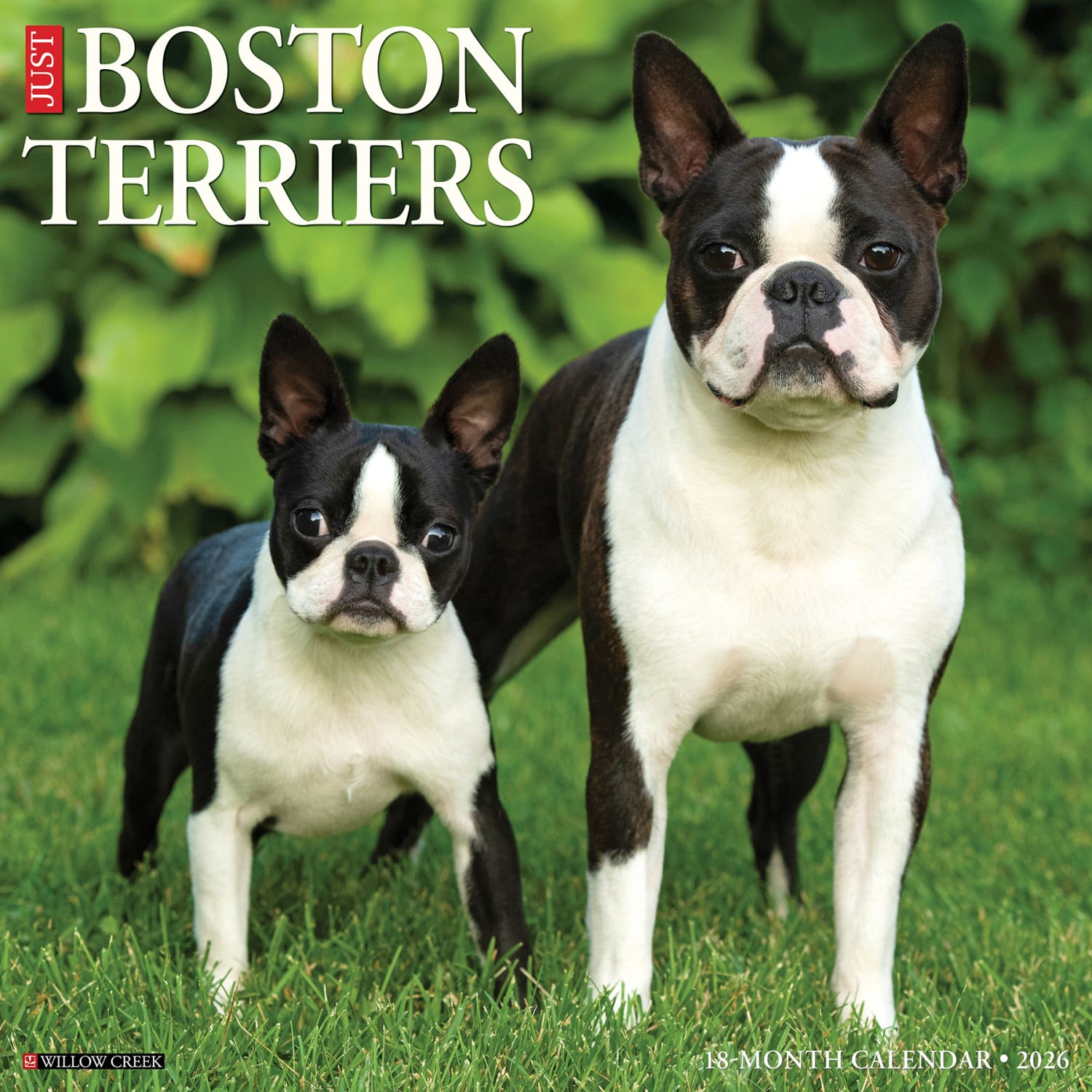 2026 Willow Creek Press Animals Monthly Wall Calendar, 12in x 12in, Boston Terriers, January To December, 55342