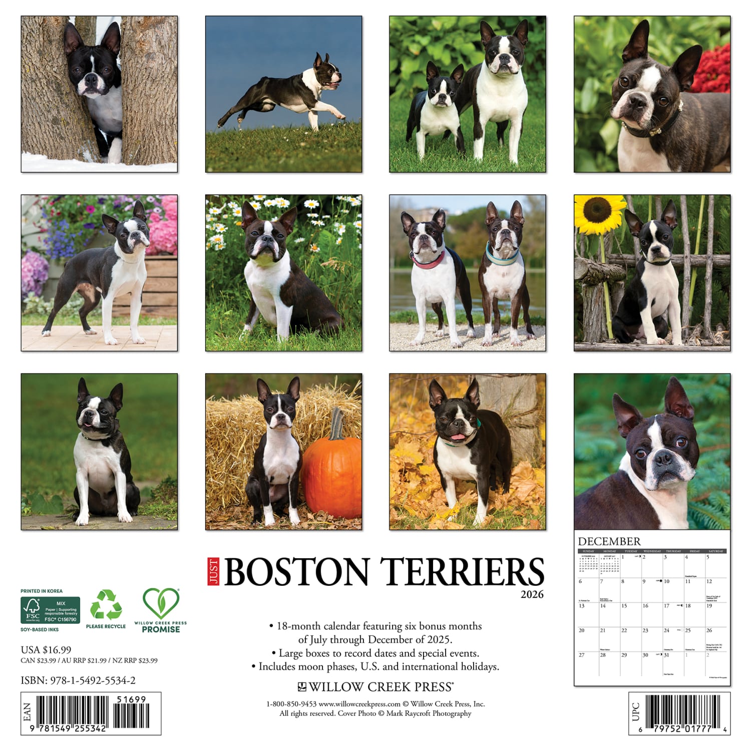 2026 Willow Creek Press Animals Monthly Wall Calendar, 12in x 12in, Boston Terriers, January To December, 55342 - Image 6