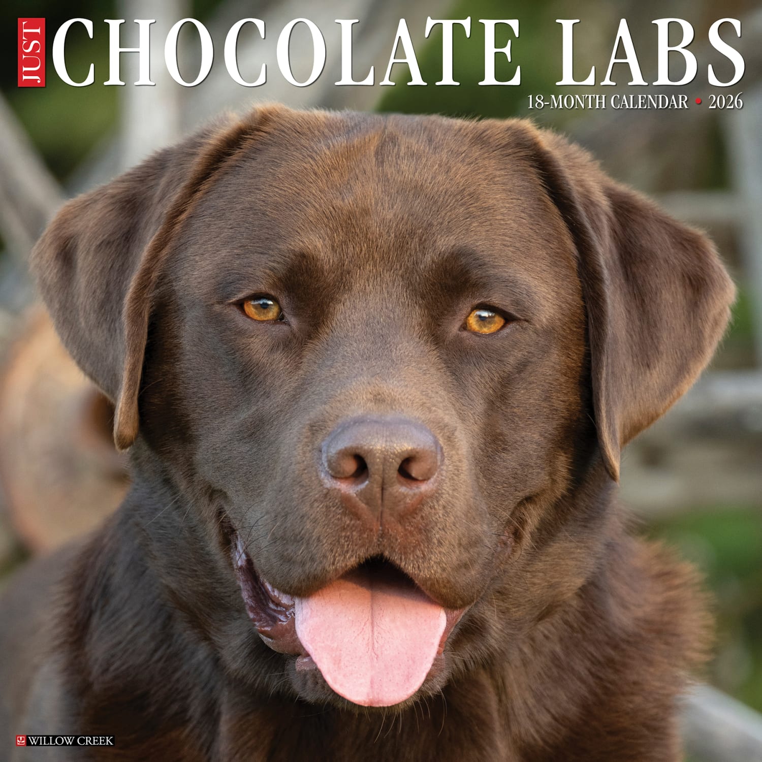 2026 Willow Creek Press Animals Monthly Wall Calendar, 12in x 12in, Chocolate Labs, January To December, 50705 - Image 3