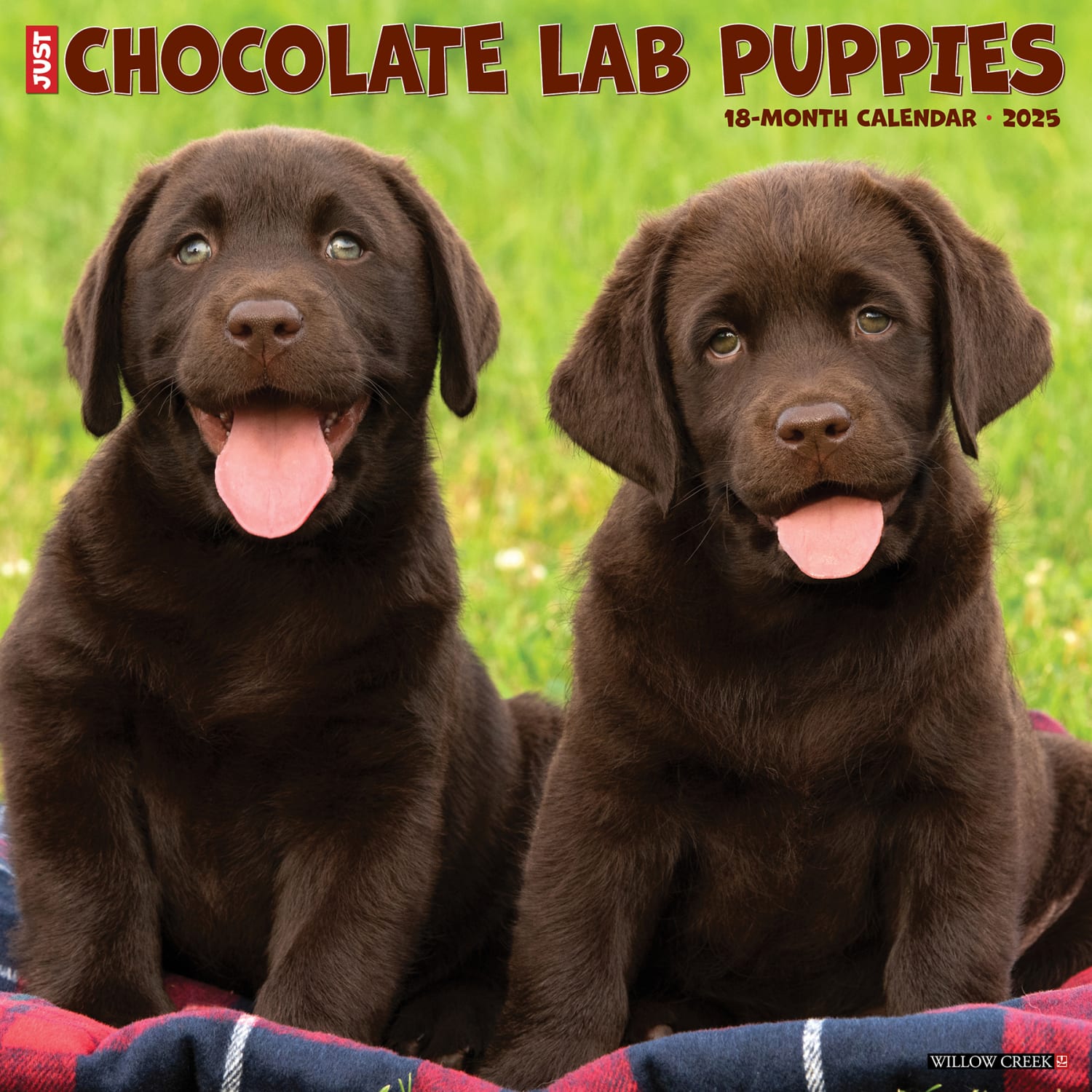 2025 Willow Creek Press Animals Monthly Wall Calendar, 12in x 12in, Chocolate Lab Puppies, January To December, 42342