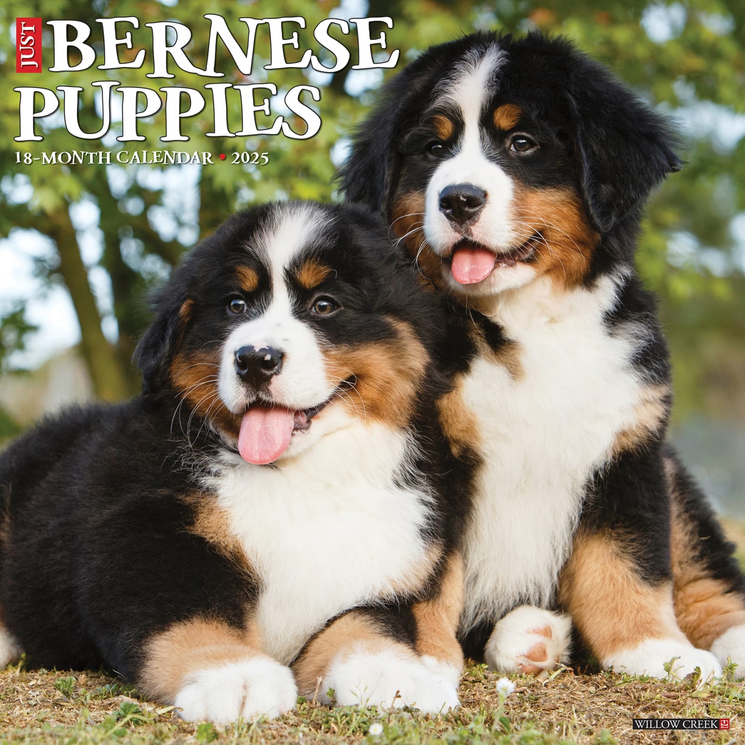 2025 Willow Creek Press Animals Monthly Wall Calendar, 12in x 12in, Bernese Mountain Dog Puppies, January To December, 41703