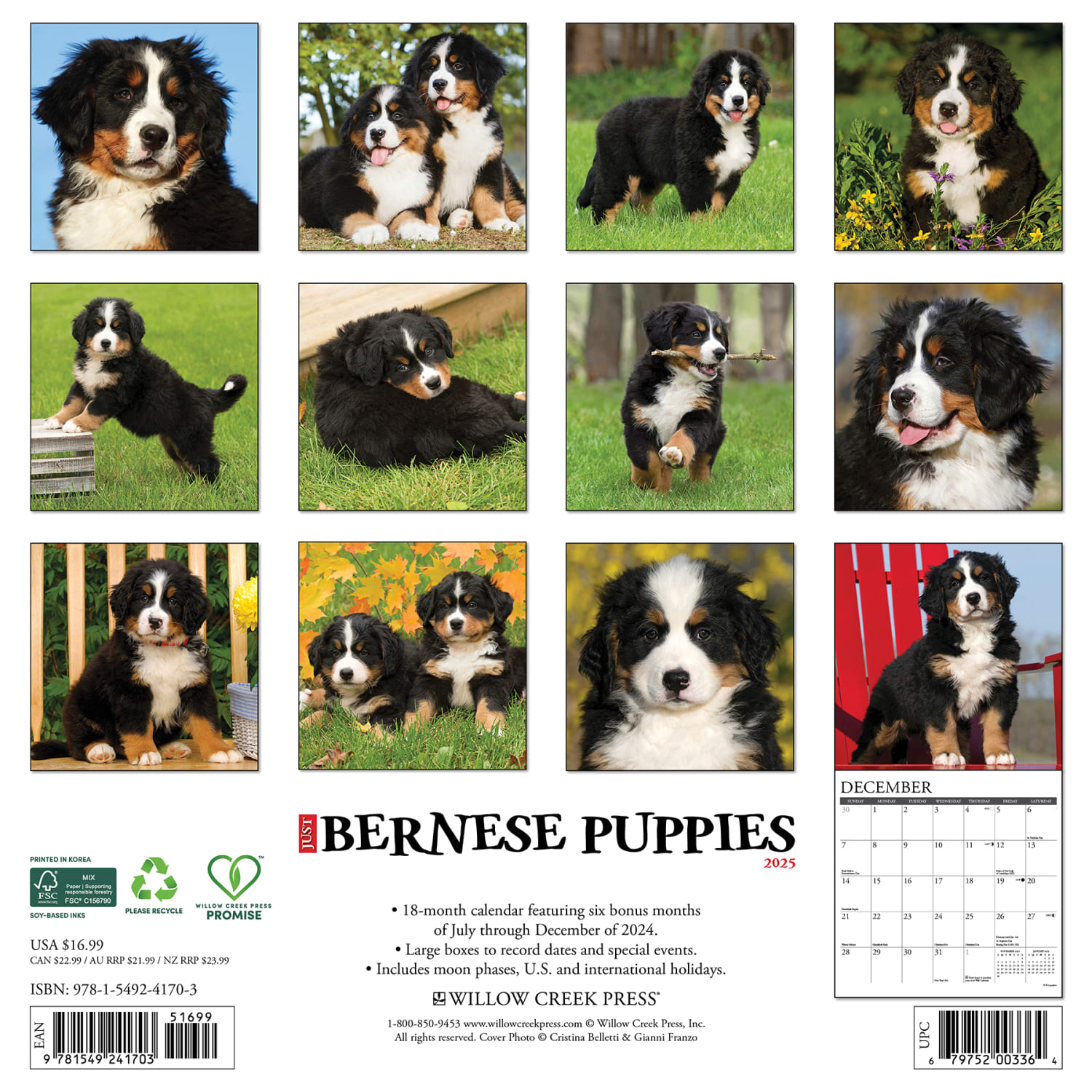 2025 Willow Creek Press Animals Monthly Wall Calendar, 12in x 12in, Bernese Mountain Dog Puppies, January To December, 41703 - Image 6