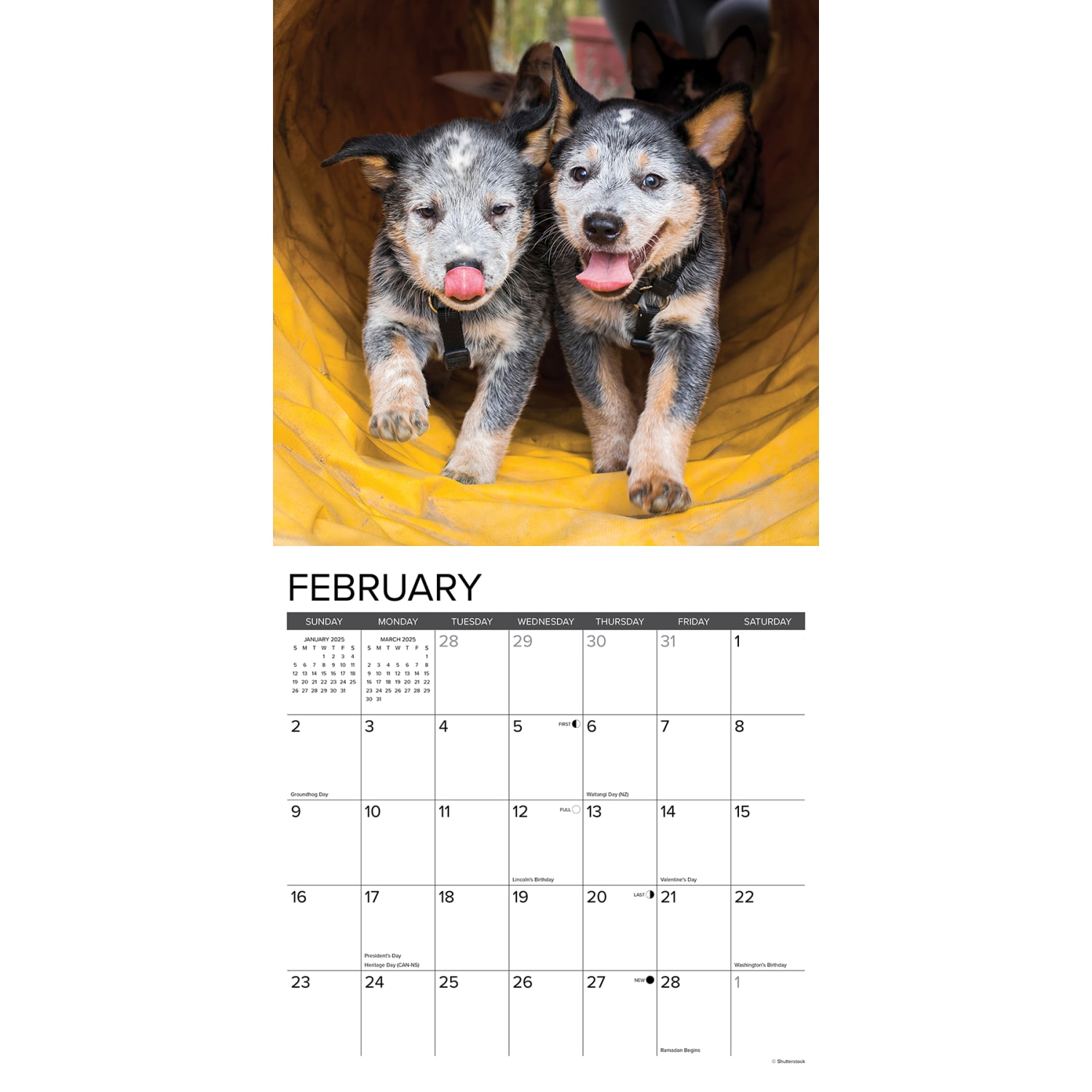 2025 Willow Creek Press Animals Monthly Wall Calendar, 12in x 12in, Australian Cattle Dogs, January To December, 41482 - Image 3