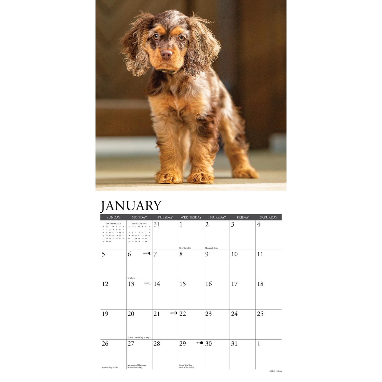 2025 Willow Creek Press Monthly Wall Calendar, 12in x 12in, Cocker Spaniels, January 2025 to December 2025, 42496 - Image 3