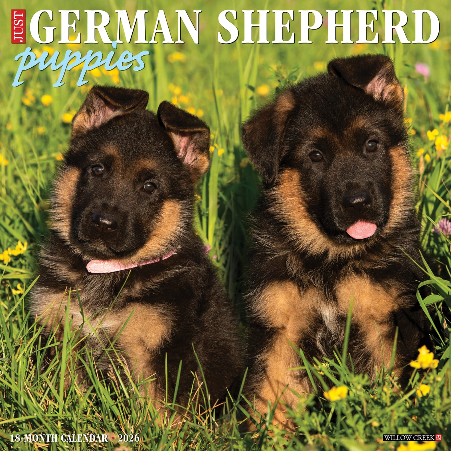 2026 Willow Creek Press Animals Monthly Wall Calendar, 12in x 12in, German Shepherd Puppies, January To December, 51221 - Image 3