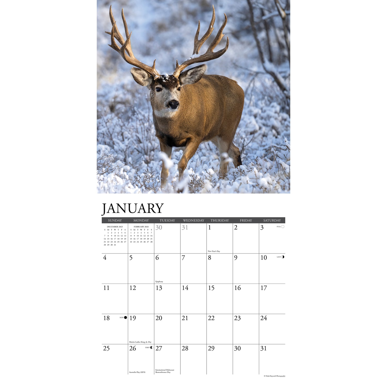 2026 Willow Creek Press Animals Monthly Wall Calendar, 12in x 12in, Mule Deer, January To December, 52051 - Image 3