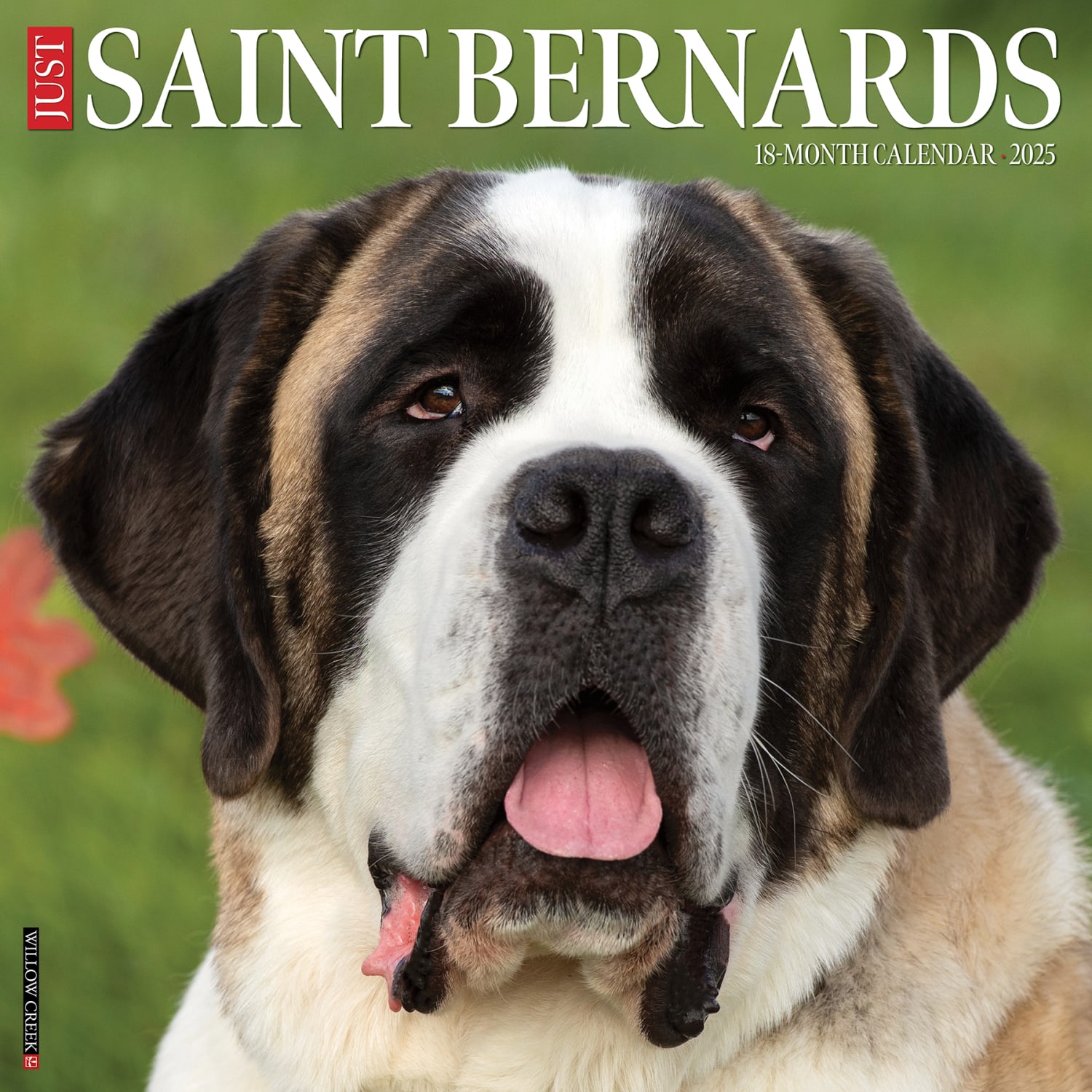 2025 Willow Creek Press Monthly Wall Calendar, 12in x 12in, Saint Bernards, January 2025 to December 2025, 46821