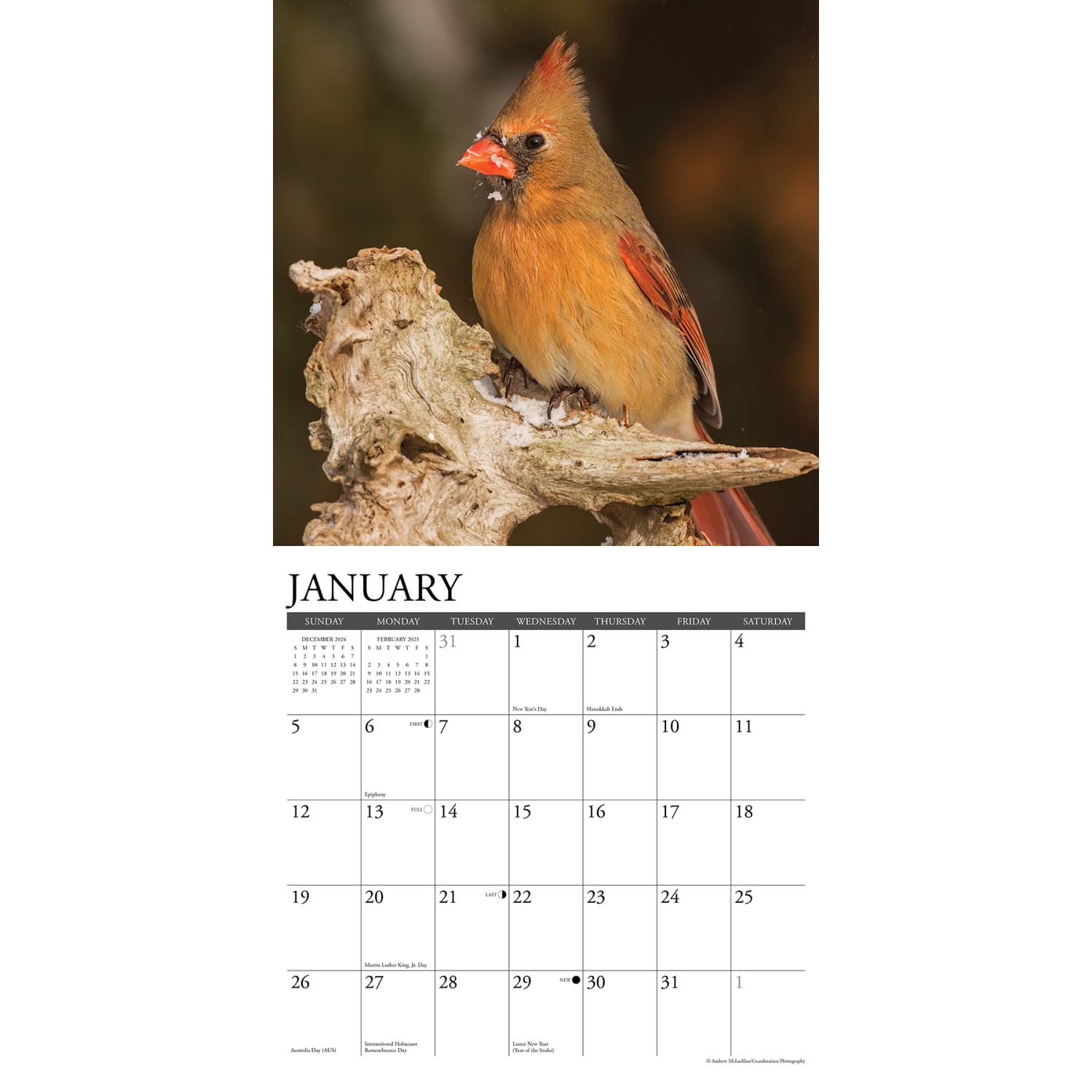 2025 Willow Creek Press Animals Monthly Wall Calendar, 12in x 12in, Cardinals, January To December, 42151 - Image 3