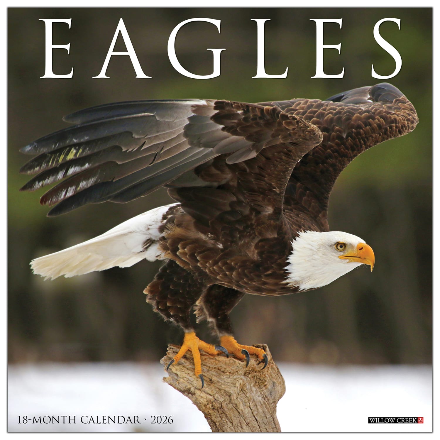 2026 Willow Creek Press Animals Monthly Wall Calendar, 12in x 12in, Eagles, January To December, 51030
