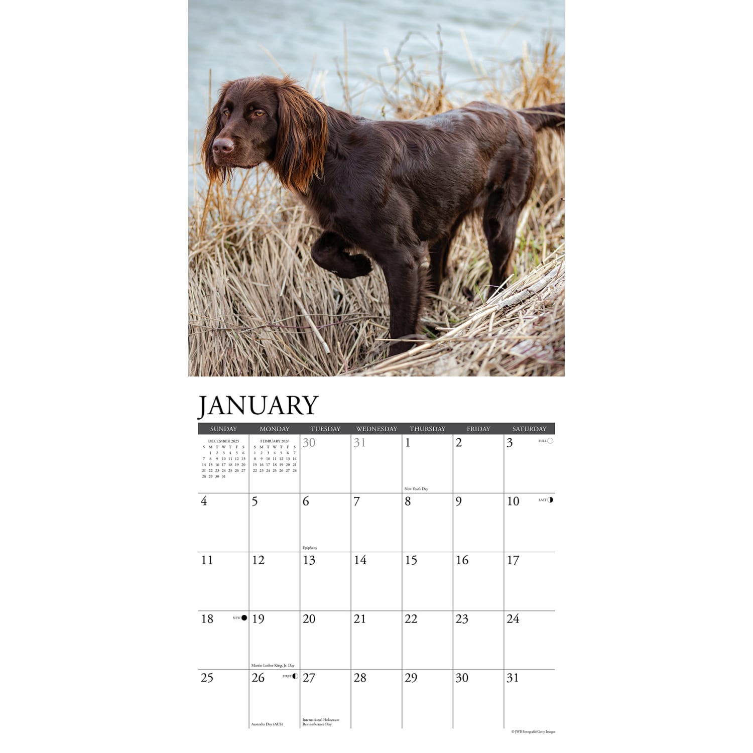 2026 Willow Creek Press Animals Monthly Wall Calendar, 12in x 12in, Sporting Dogs, January To December, 55557 - Image 3