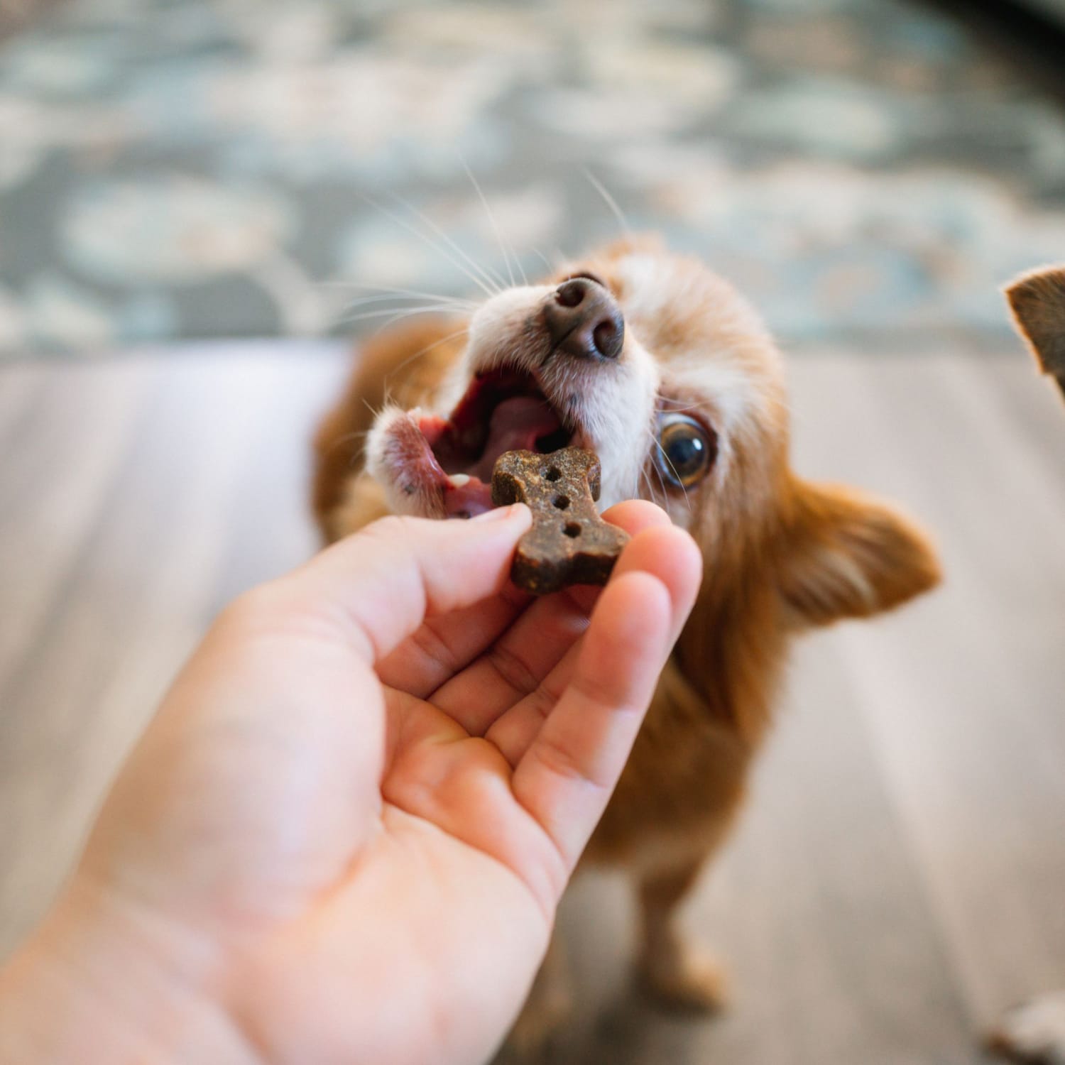 Chasing Our Tails Better Biscuit Chicken Crunchy Dog Treats, 2 Lb - Image 3