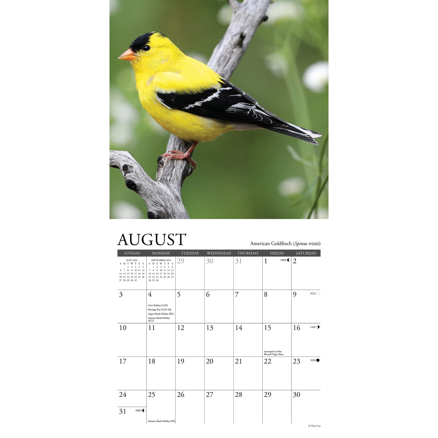 2025 Willow Creek Press Mini Wall Calendar, 7in x 7in, Backyard Birds, January 2025 To December 2025, 45800 - Image 3