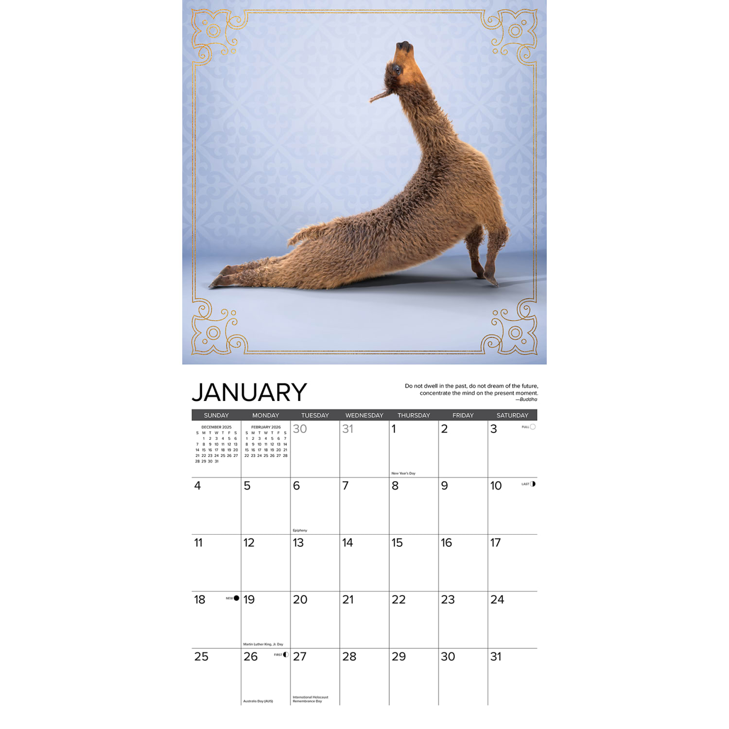 2026 Willow Creek Press Animals Monthly Wall Calendar, 12in x 12in, Llama Yoga, January To December, 55489 - Image 3