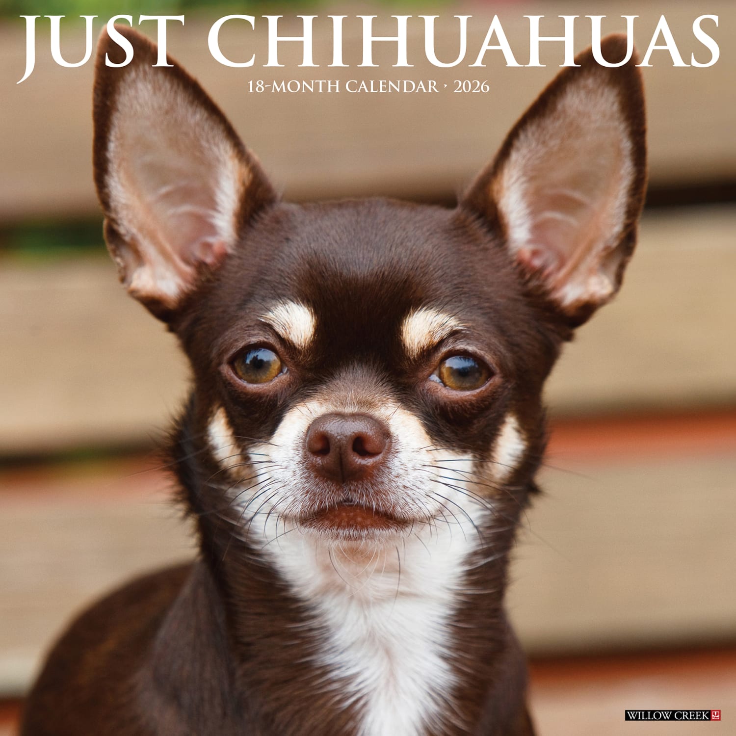 2026 Willow Creek Press Animals Monthly Wall Calendar, 12in x 12in, Chihuahuas, January To December, 50699