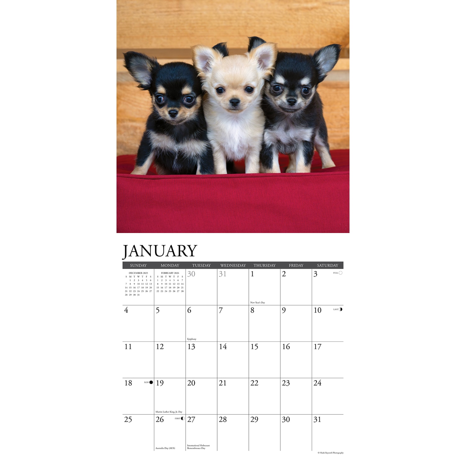 2026 Willow Creek Press Animals Monthly Wall Calendar, 12in x 12in, Chihuahuas, January To December, 50699 - Image 3