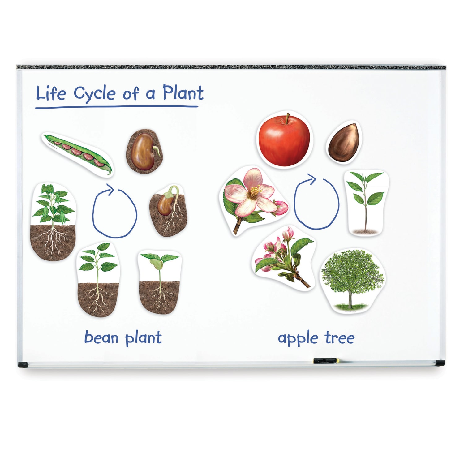 Learning Resources Giant Magnetic Plant Life Cycle, Set Of 12 - Image 3