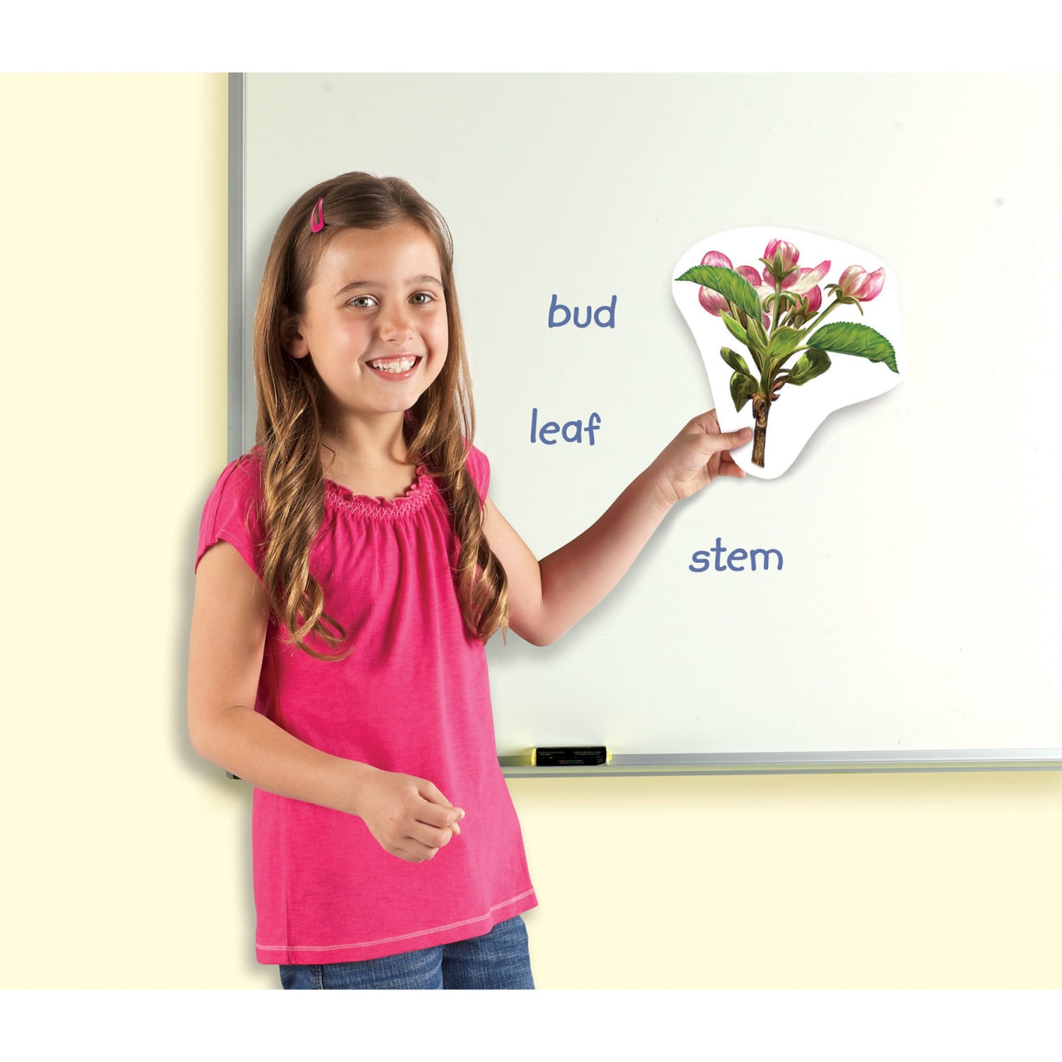 Learning Resources Giant Magnetic Plant Life Cycle, Set Of 12 - Image 6