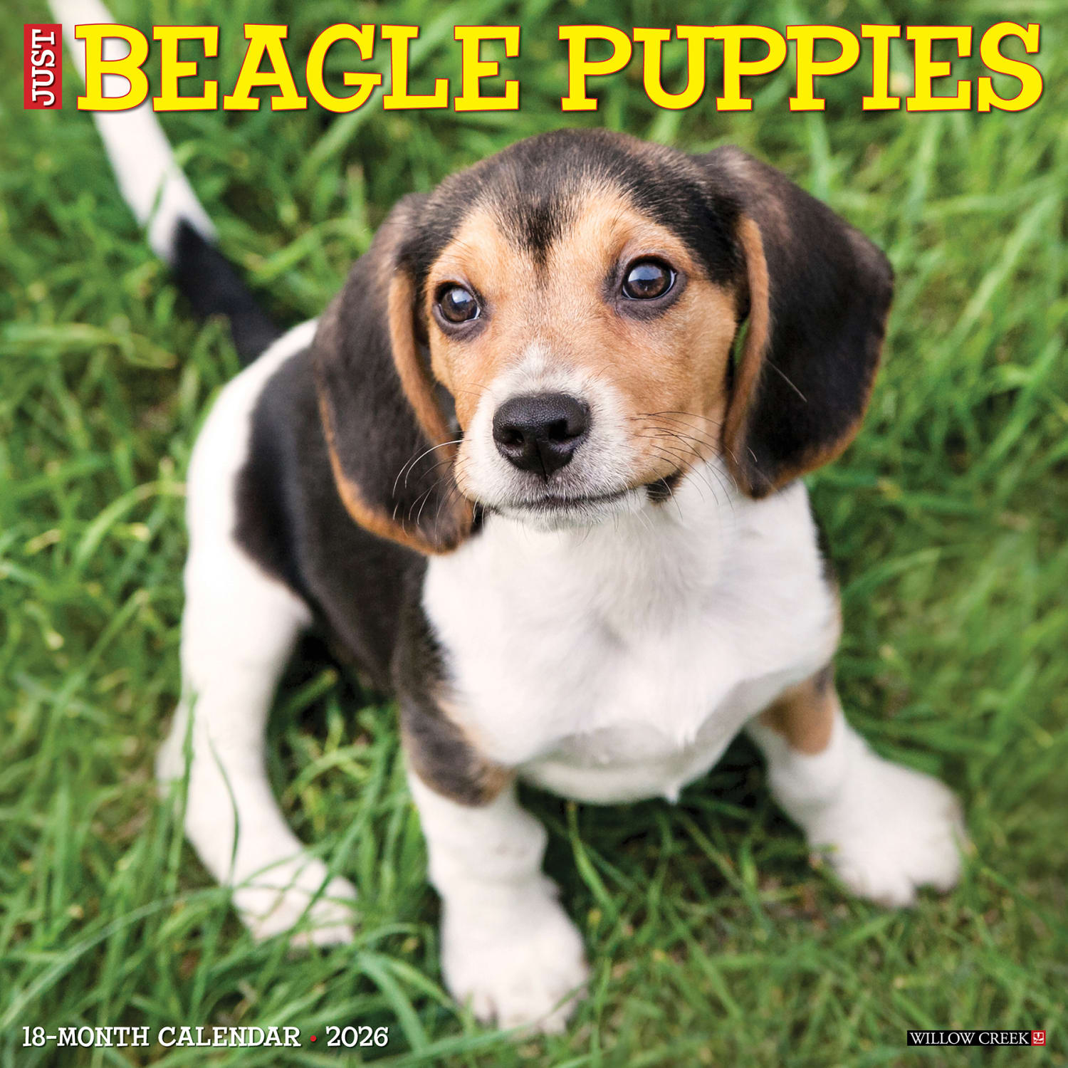 2026 Willow Creek Press Animals Monthly Wall Calendar, 12in x 12in, Beagle Puppies, January To December, 50132