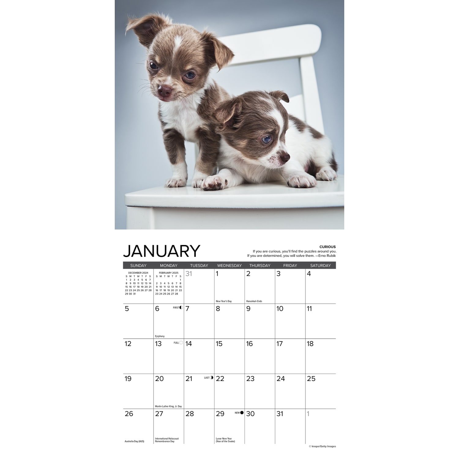 2025 Willow Creek Press Mini Wall Calendar, 7in x 7in, Chihuahua Rules, January 2025 To December 2025, 45695 - Image 3