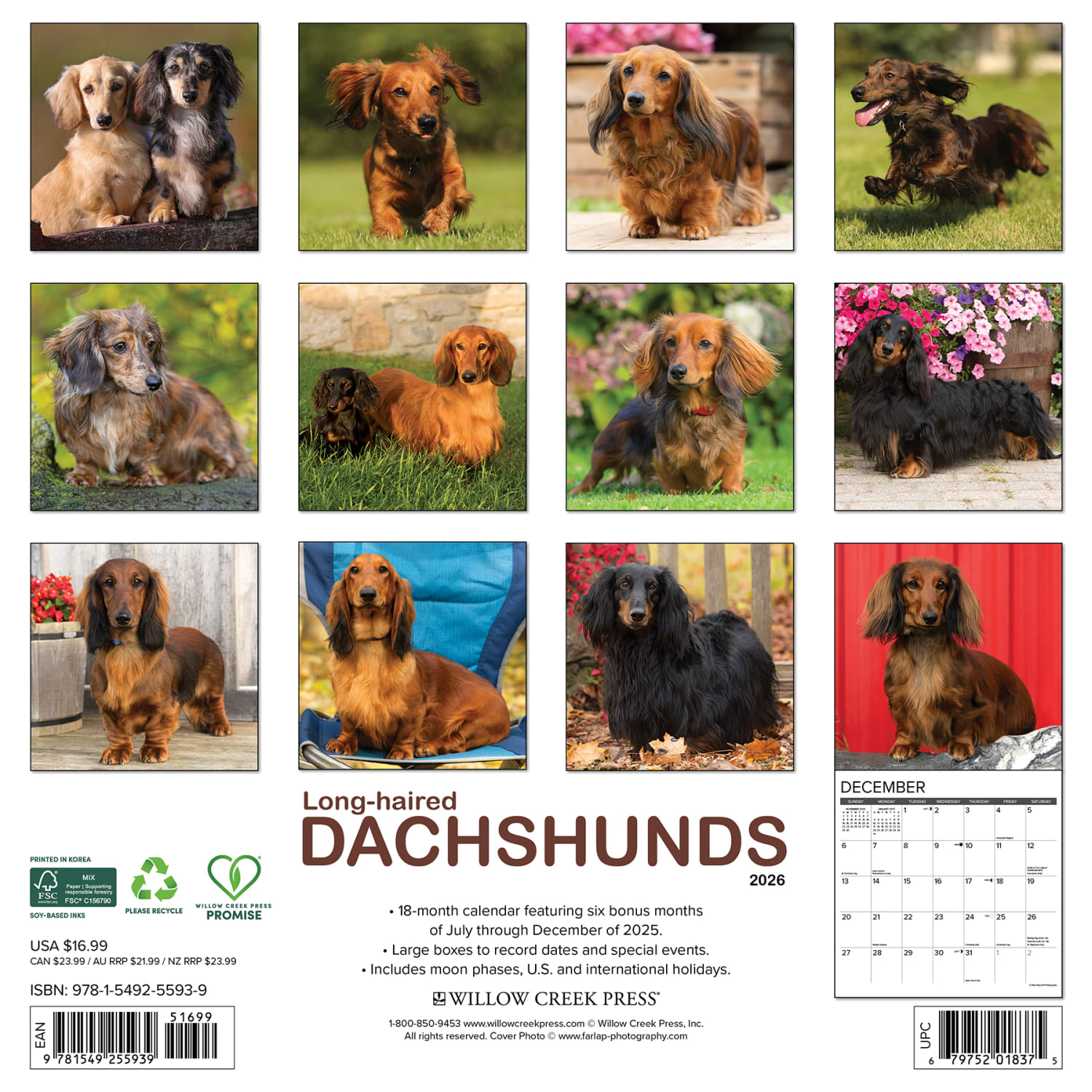 2026 Willow Creek Press Animals Monthly Wall Calendar, 12in x 12in, Longhaired Dachshunds, January To December, 55939 - Image 6