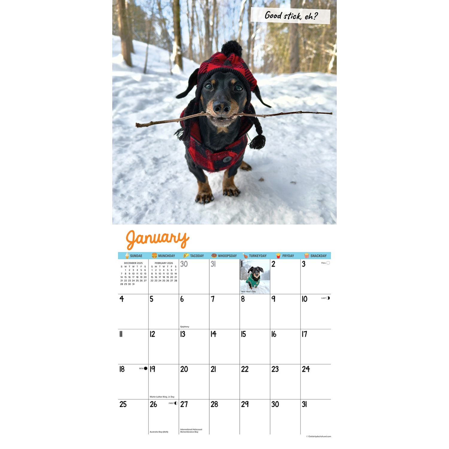 2026 Willow Creek Press Animals Monthly Wall Calendar, 12in x 12in, Crusoe the Celebrity Dachshund, January To December, 50910 - Image 3