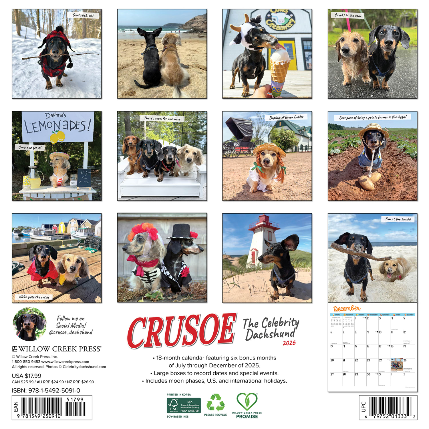 2026 Willow Creek Press Animals Monthly Wall Calendar, 12in x 12in, Crusoe the Celebrity Dachshund, January To December, 50910 - Image 6