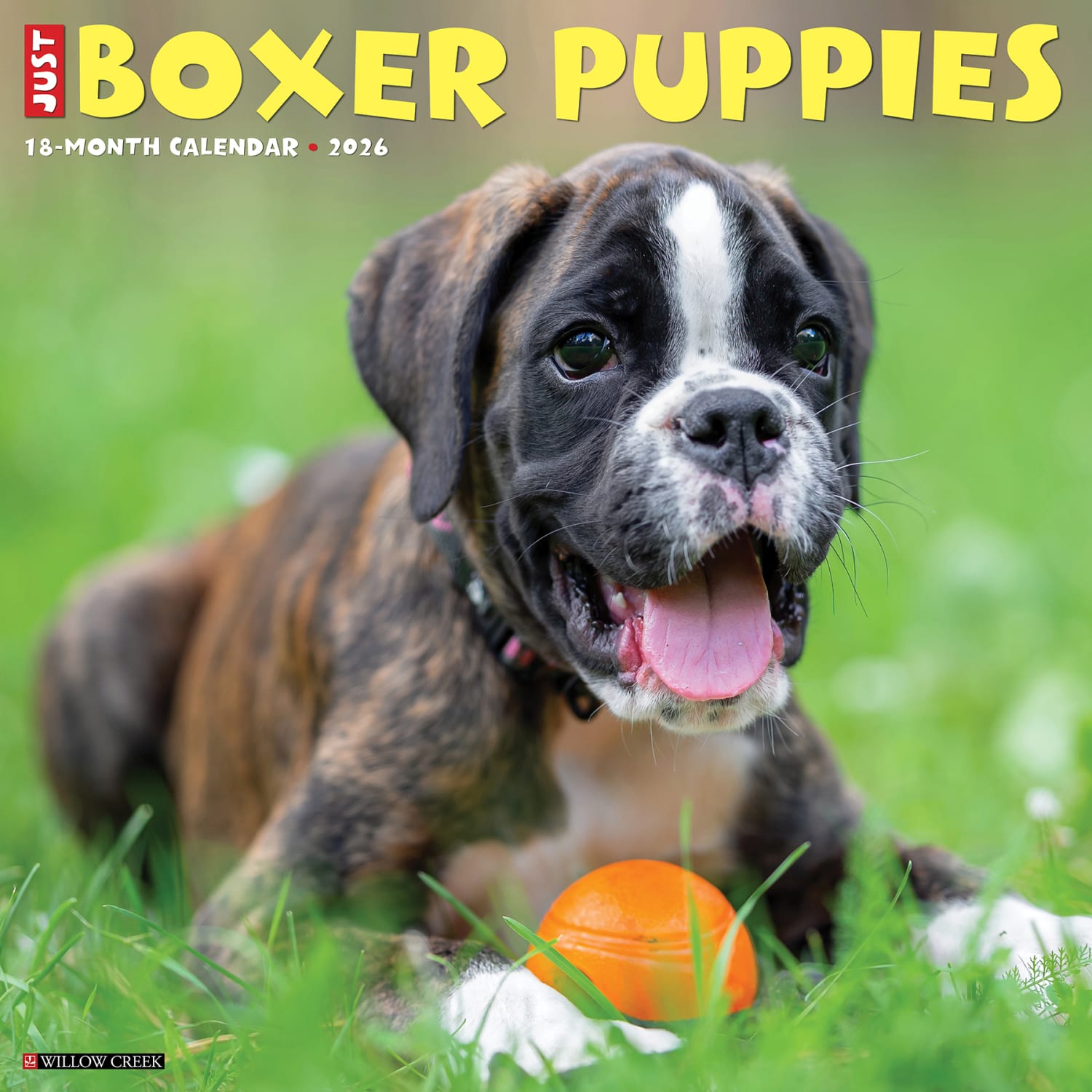 2026 Willow Creek Press Animals Monthly Wall Calendar, 12in x 12in, Boxer Puppies, January To December, 50361