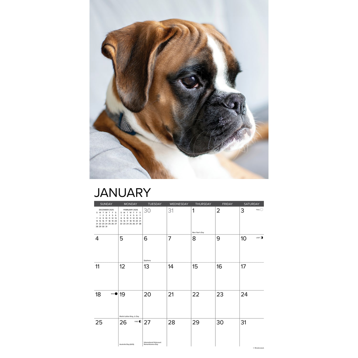 2026 Willow Creek Press Animals Monthly Wall Calendar, 12in x 12in, Boxer Puppies, January To December, 50361 - Image 3