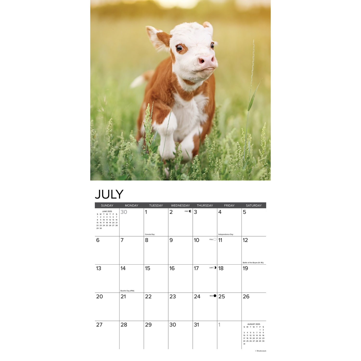 2025 Willow Creek Press Animals Monthly Wall Calendar, 12in x 12in, Cows, January To December, 42625 - Image 3
