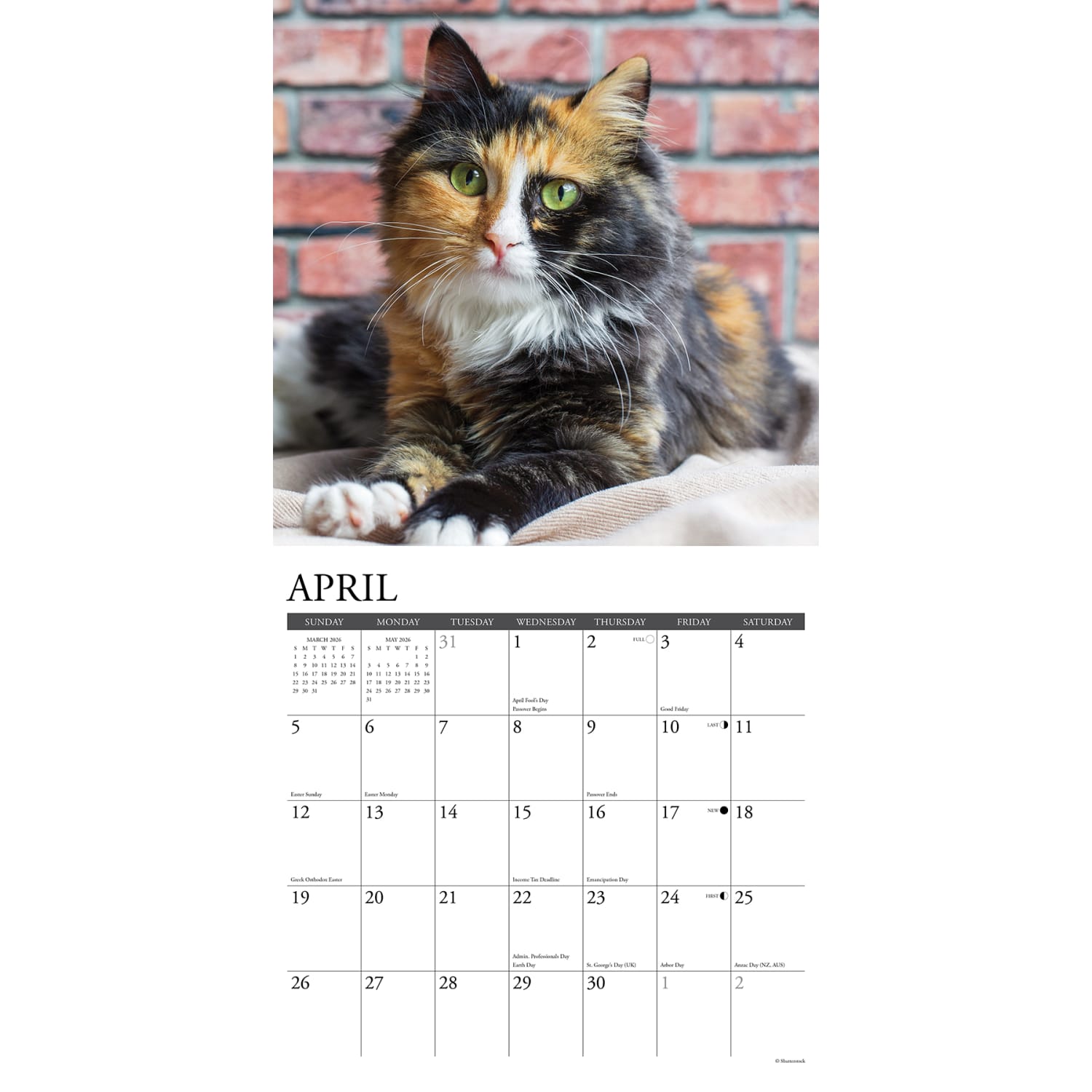 2026 Willow Creek Press Animals Monthly Wall Calendar, 12in x 12in, Calico Cats, January To December, 50484 - Image 3