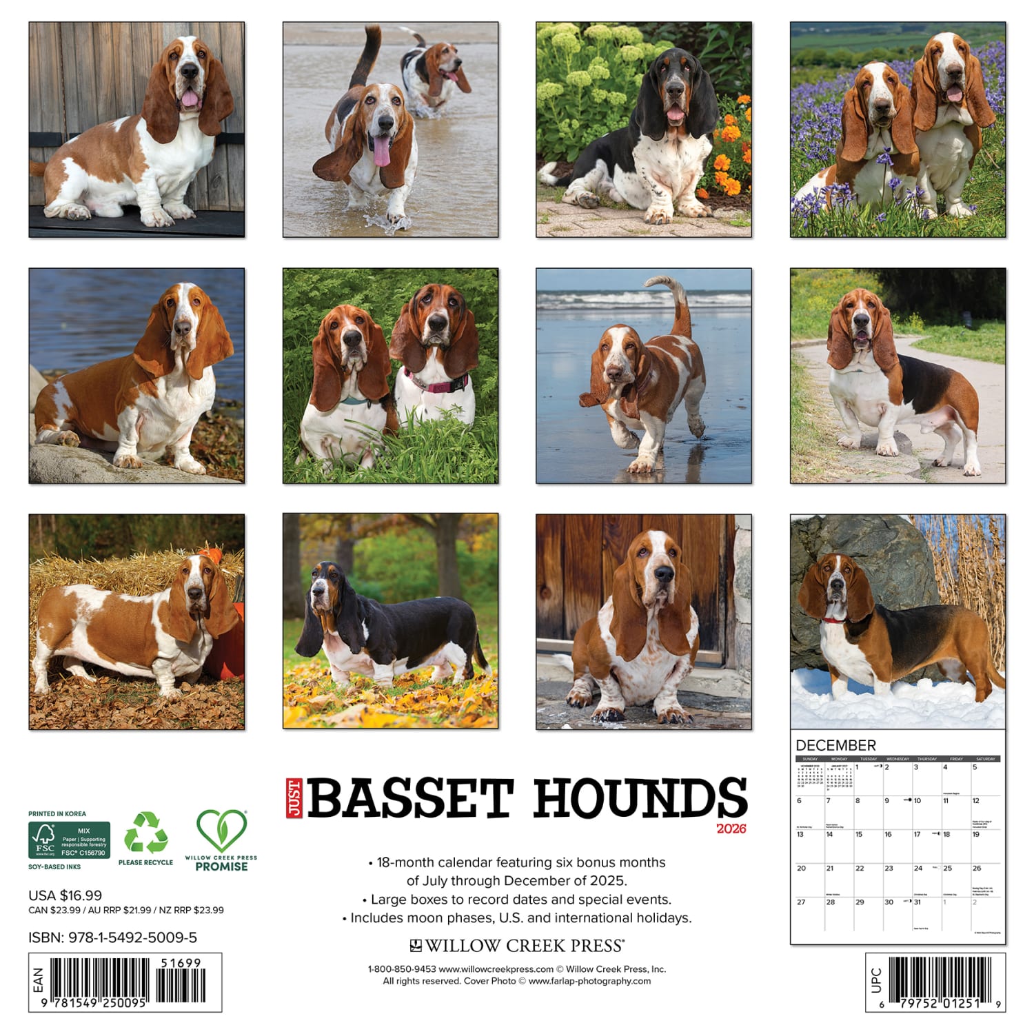 2026 Willow Creek Press Animals Monthly Wall Calendar, 12in x 12in, Basset Hounds, January To December, 50095 - Image 6