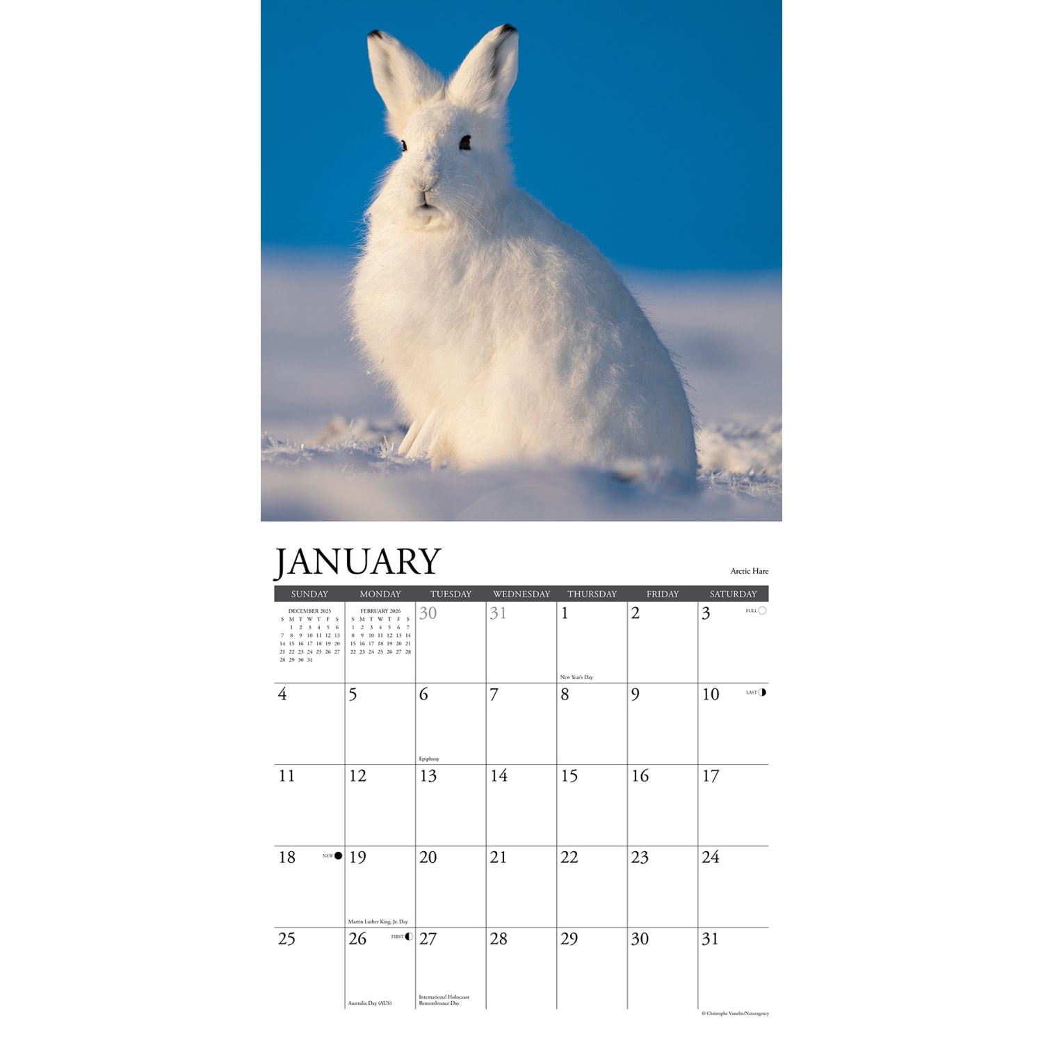 2026 Willow Creek Press Animals Monthly Wall Calendar, 12in x 12in, Wildlife, January To December, 53300 - Image 3