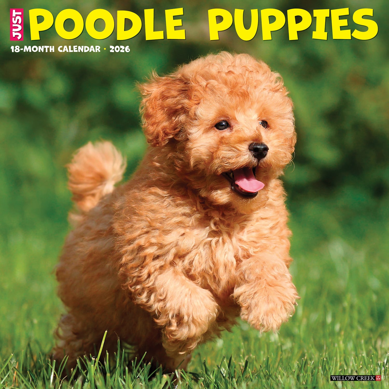 2026 Willow Creek Press Animals Monthly Wall Calendar, 12in x 12in, Poodle Puppies, January To December, 52433