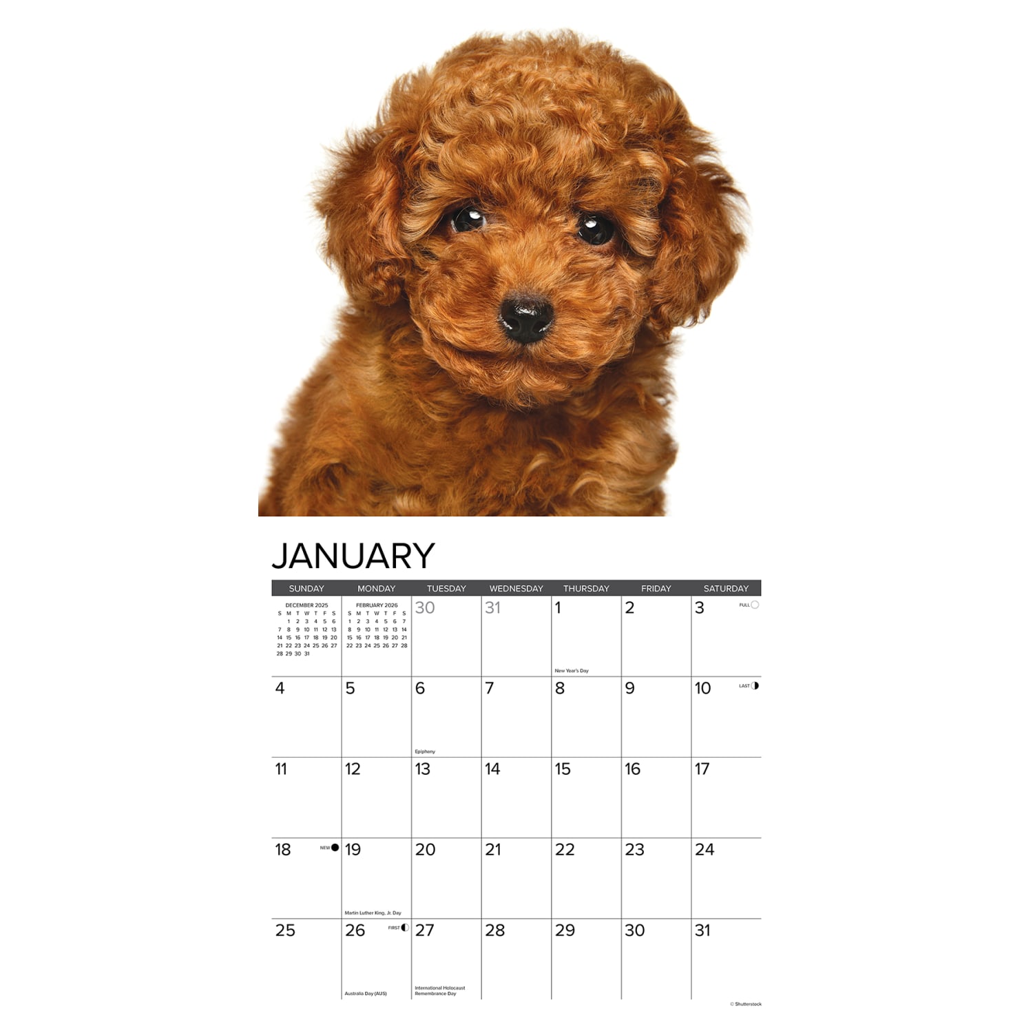 2026 Willow Creek Press Animals Monthly Wall Calendar, 12in x 12in, Poodle Puppies, January To December, 52433 - Image 3