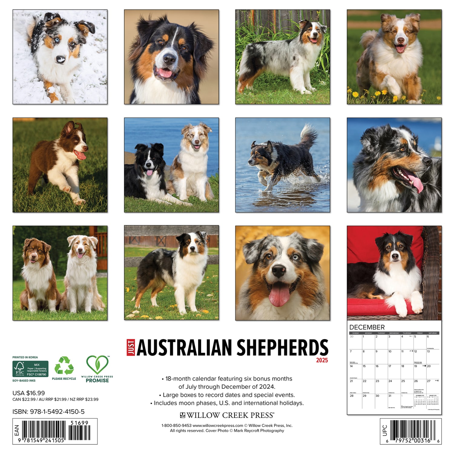 2025 Willow Creek Press Monthly Wall Calendar, 12in x 12in, Australian Shepherds, January 2025 to December 2025, 41505 - Image 6
