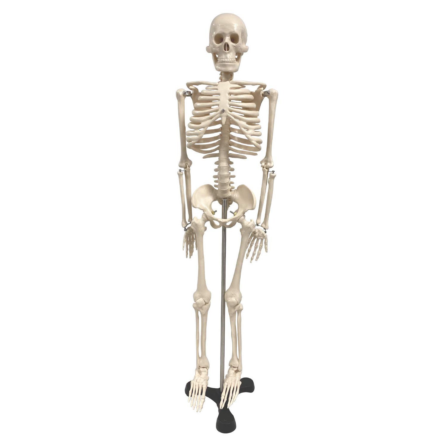Supertek Human Skeleton Model with Key, 34in